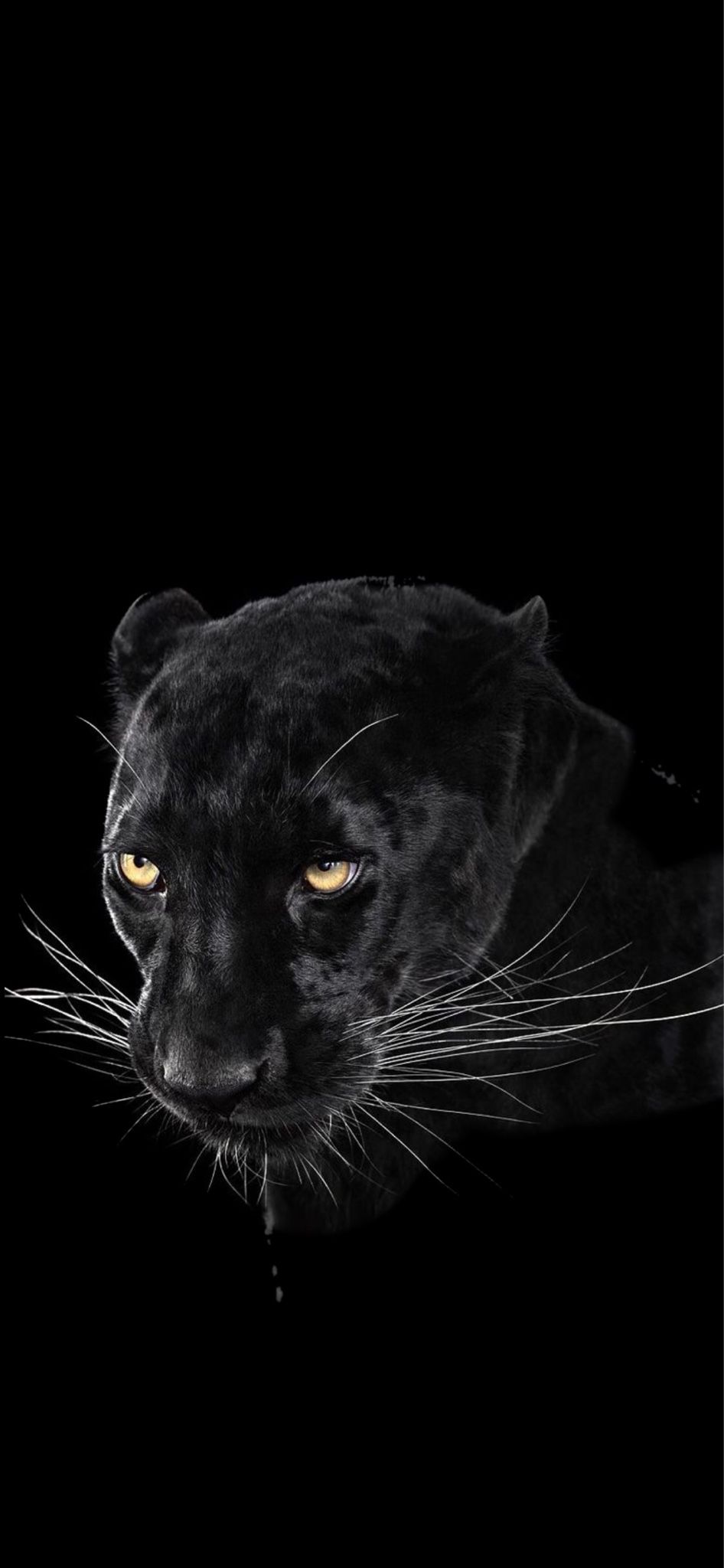 946x2048  Картинки на Телефон | Fondos de pantalla animales, Felinos, Bañarse dibujo