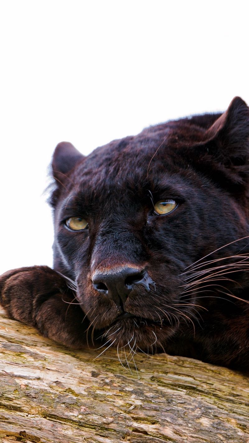 800x1420  Скачать 800x1420 пантера, лежать, большая кошка, хищник, дремать обои,  картинки iphone se/5s/5c/5 for parallax