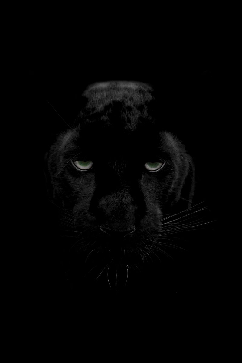 800x1200  Скачать Черная пантера Живые Обои APK для Android