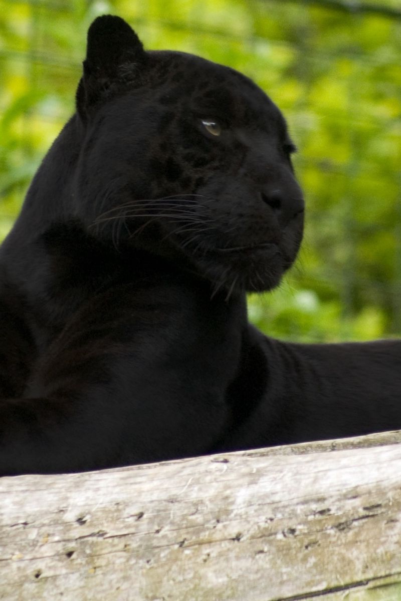 800x1200  Download \"Black Panther (Movie)\" wallpapers for mobile phone, free \"Black  Panther (Movie)\" HD pictures