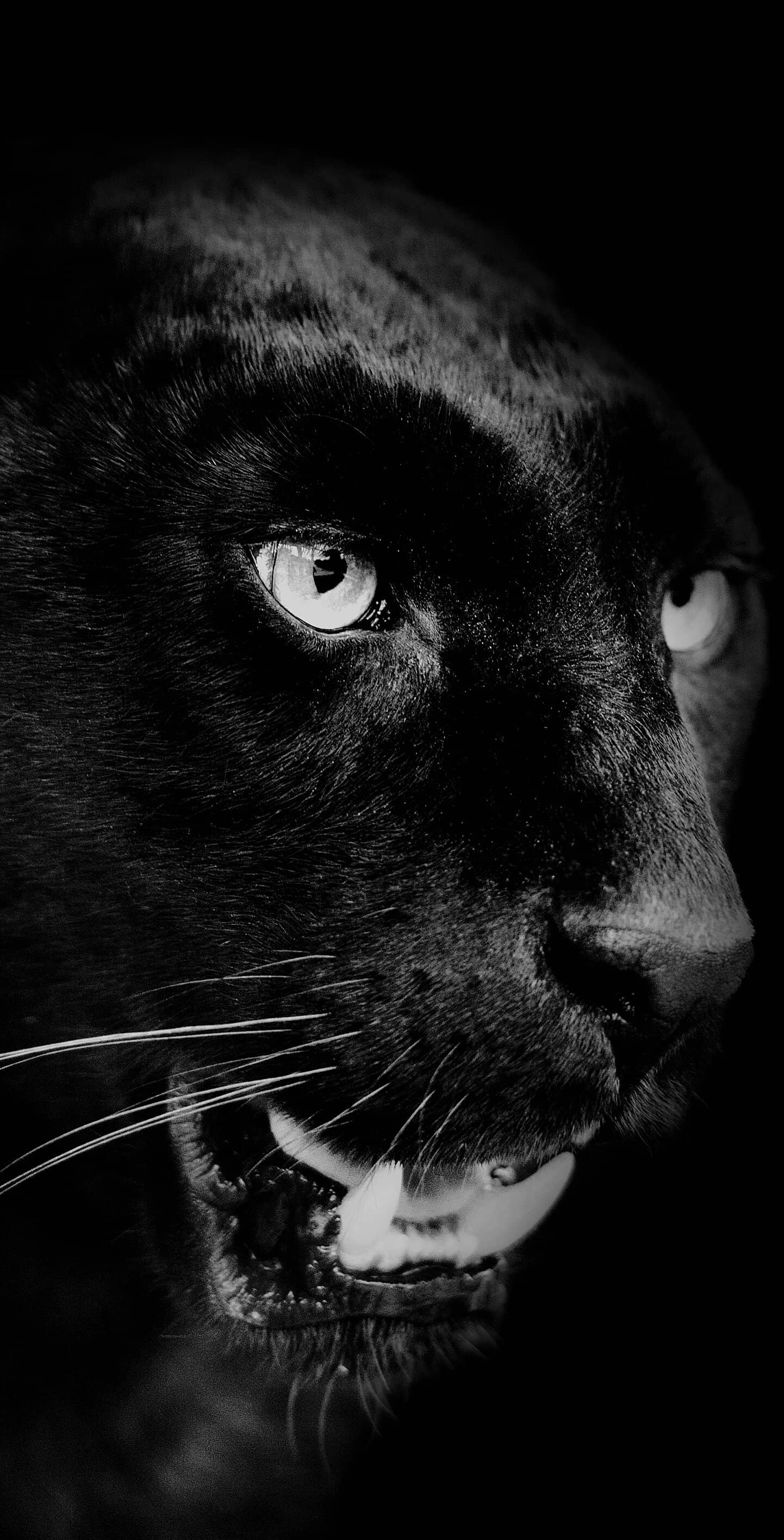 1442x2832  Пантера картинки на телефон - 61 фото