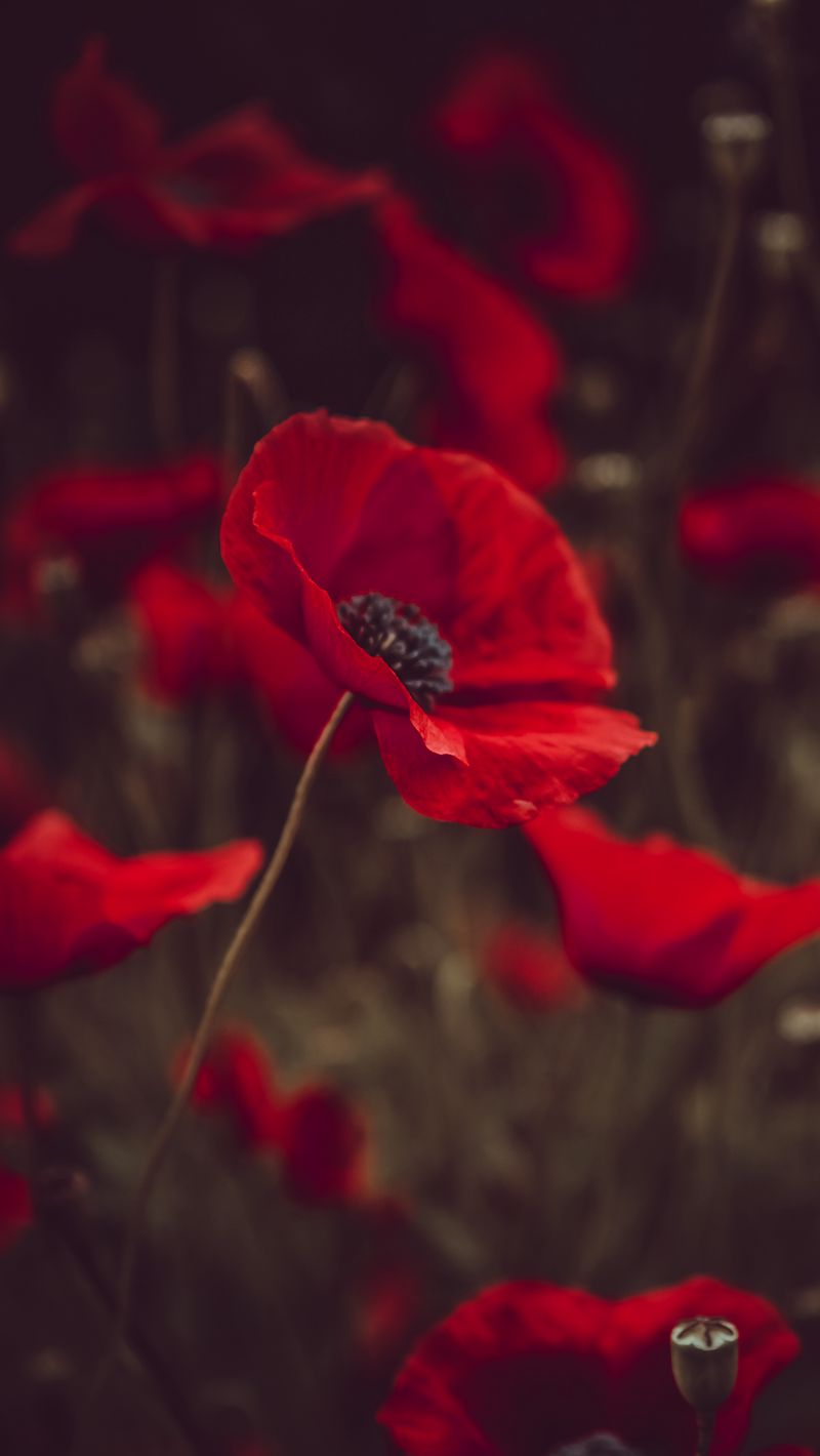 800x1420  Скачать 800x1420 маки, цветы, красный, цветение, поле обои, картинки iphone  se/5s/5c/5 for parallax