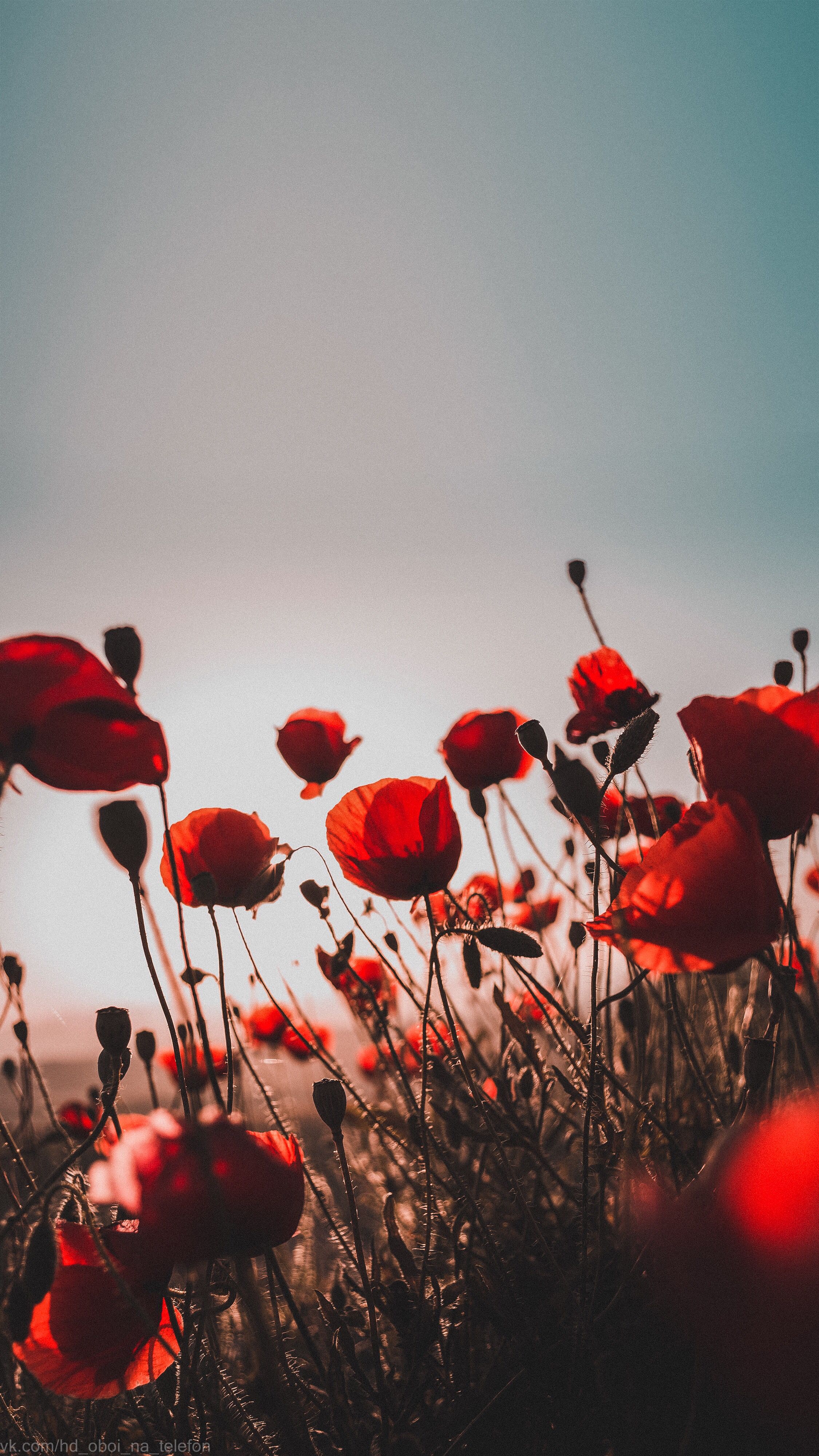 2250x4000  Poppy red sky sunset flower wallpaper for phone | Flowers photography  wallpaper, Photography wallpaper, Flowers photography