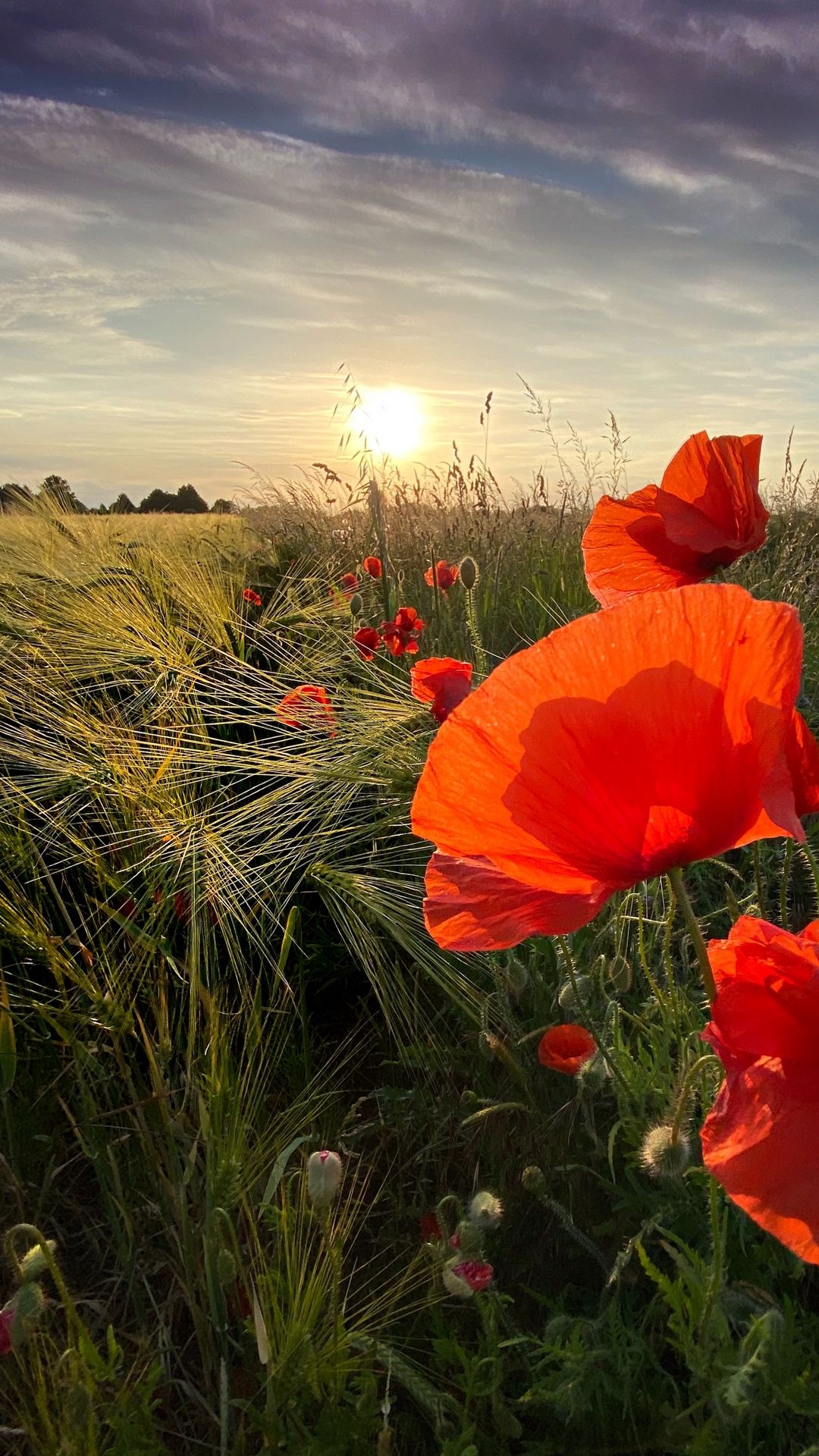 1080x1920  Скачать 1080x1920 маки, цветы, полевые цветы, солнце, закат обои, картинки  samsung galaxy s4, s5, note, sony xperia z, z1, z2, z3, htc one, lenovo vibe