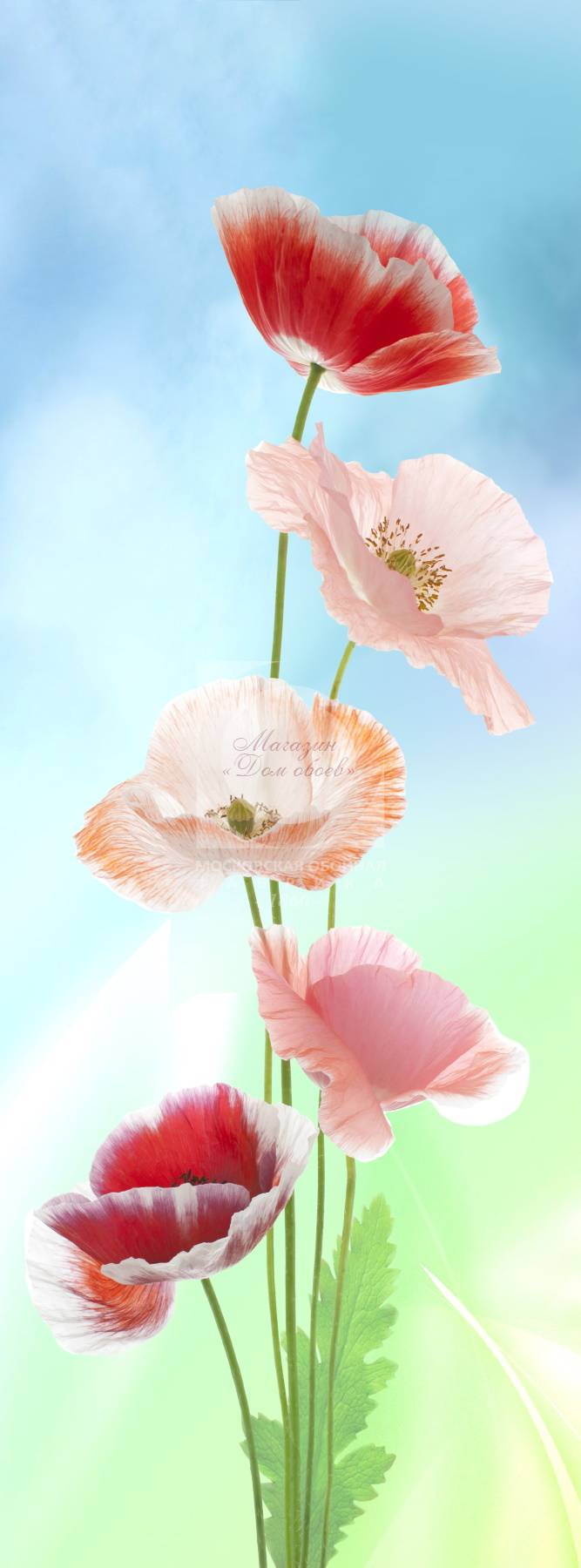 667x1800  Маки 6-212nk фотообои на флизелиновой основе 0 руб Новосибирск Фотообои 1  полоса Фотообои на флизелине - Магазин «Дом обоев» Московской Обойной  Фабрики