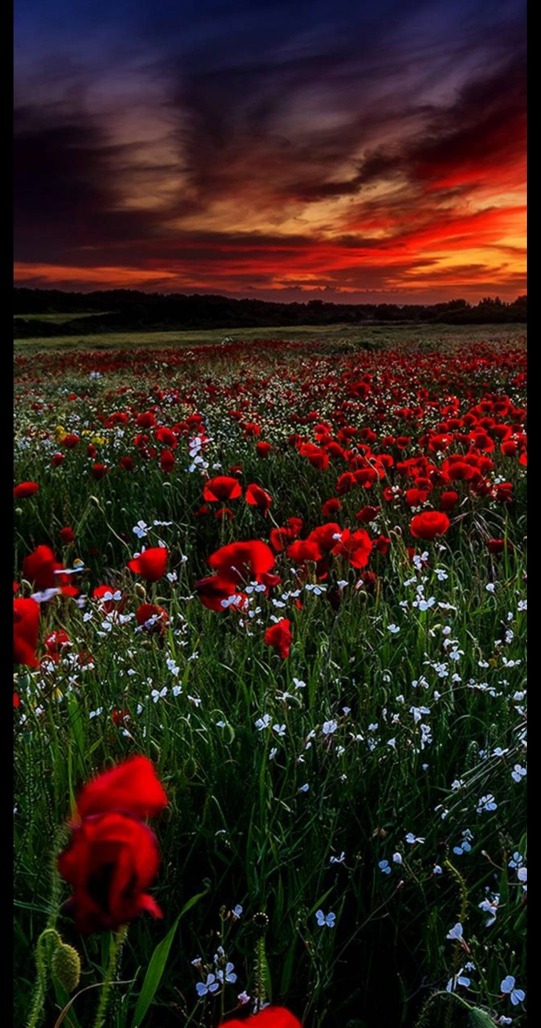 1080x2050  Обои на телефон | Beautiful landscapes, Beautiful nature, Landscape  wallpaper