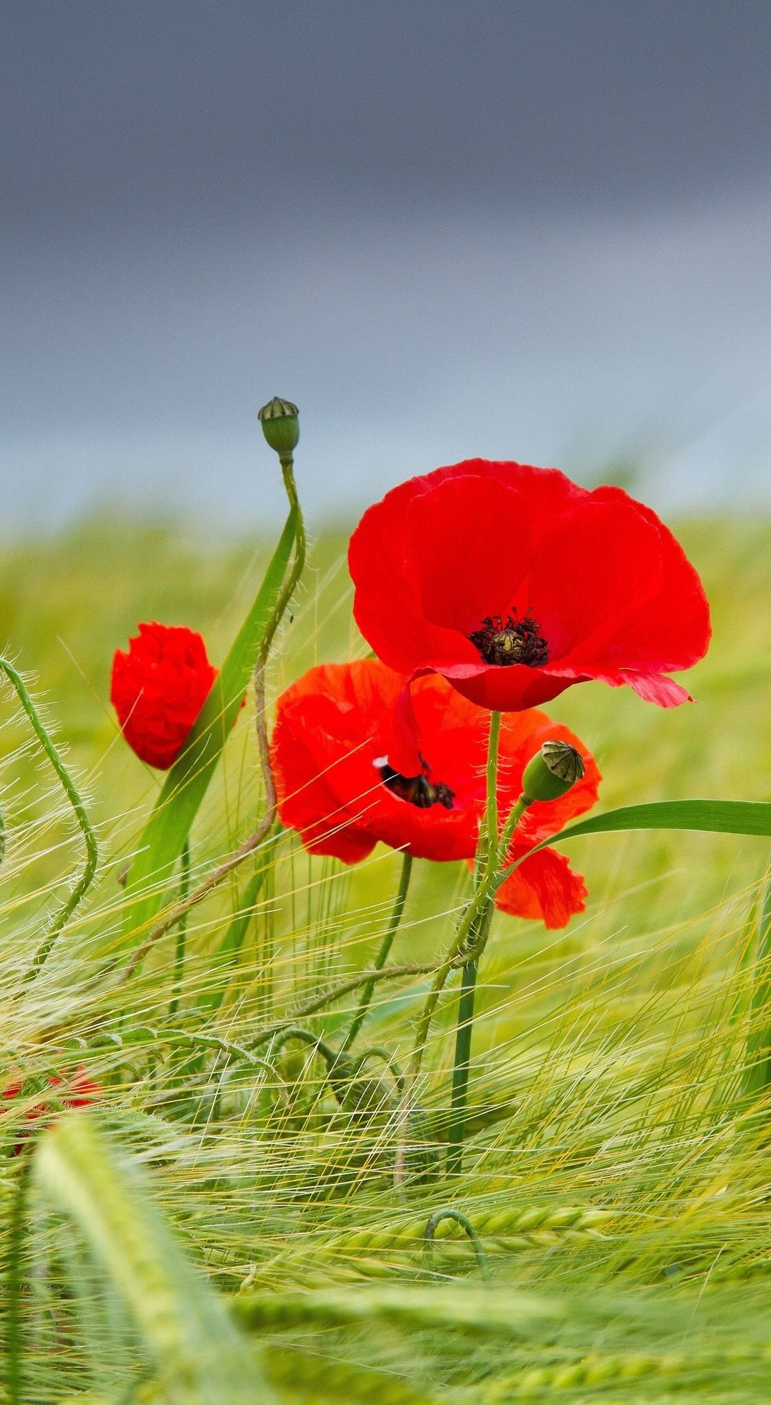 1124x2047  Обои маки на телефон - 67 фото