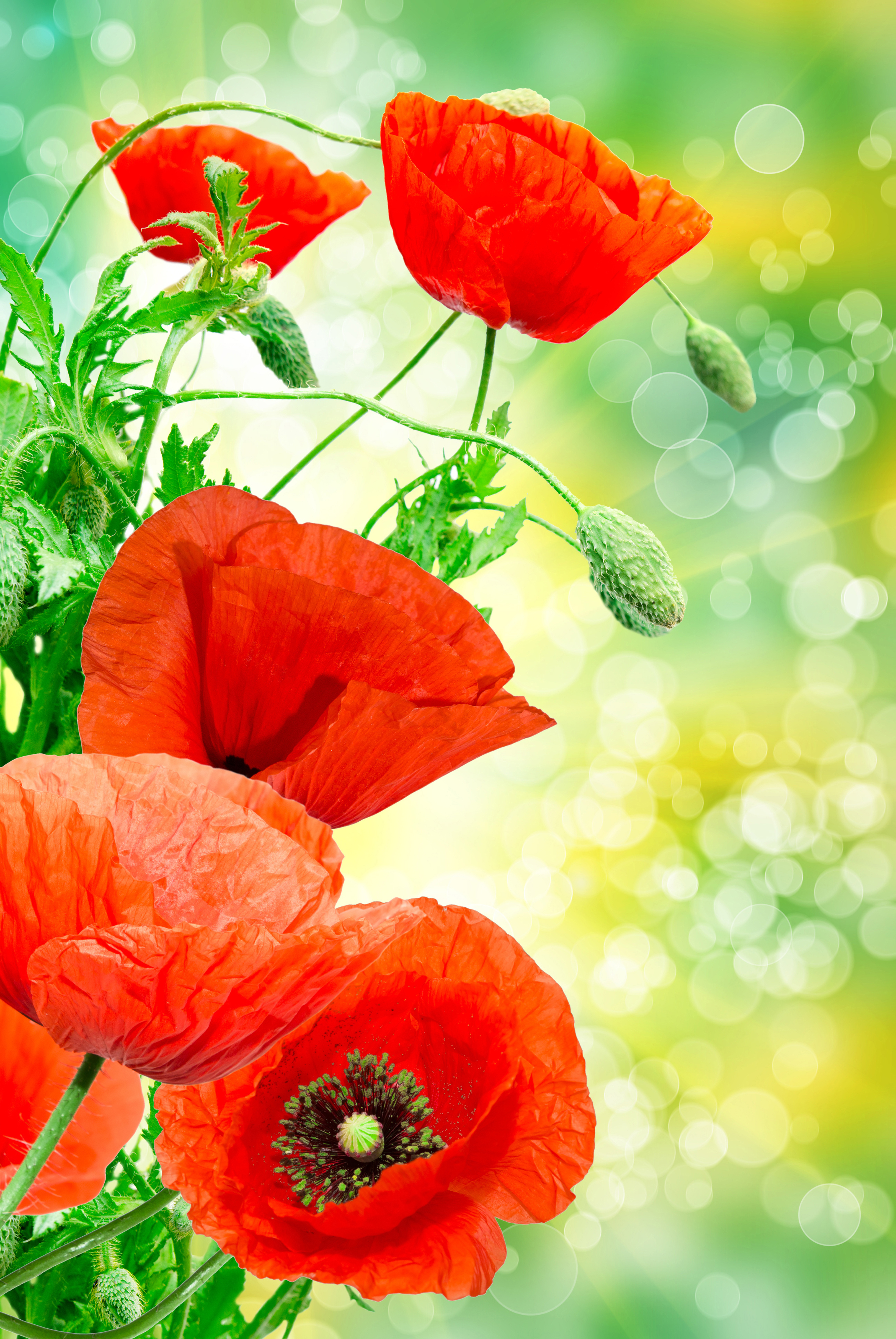 3931x5872  Images Red flower Poppies Closeup Flower-bud 3931x5872