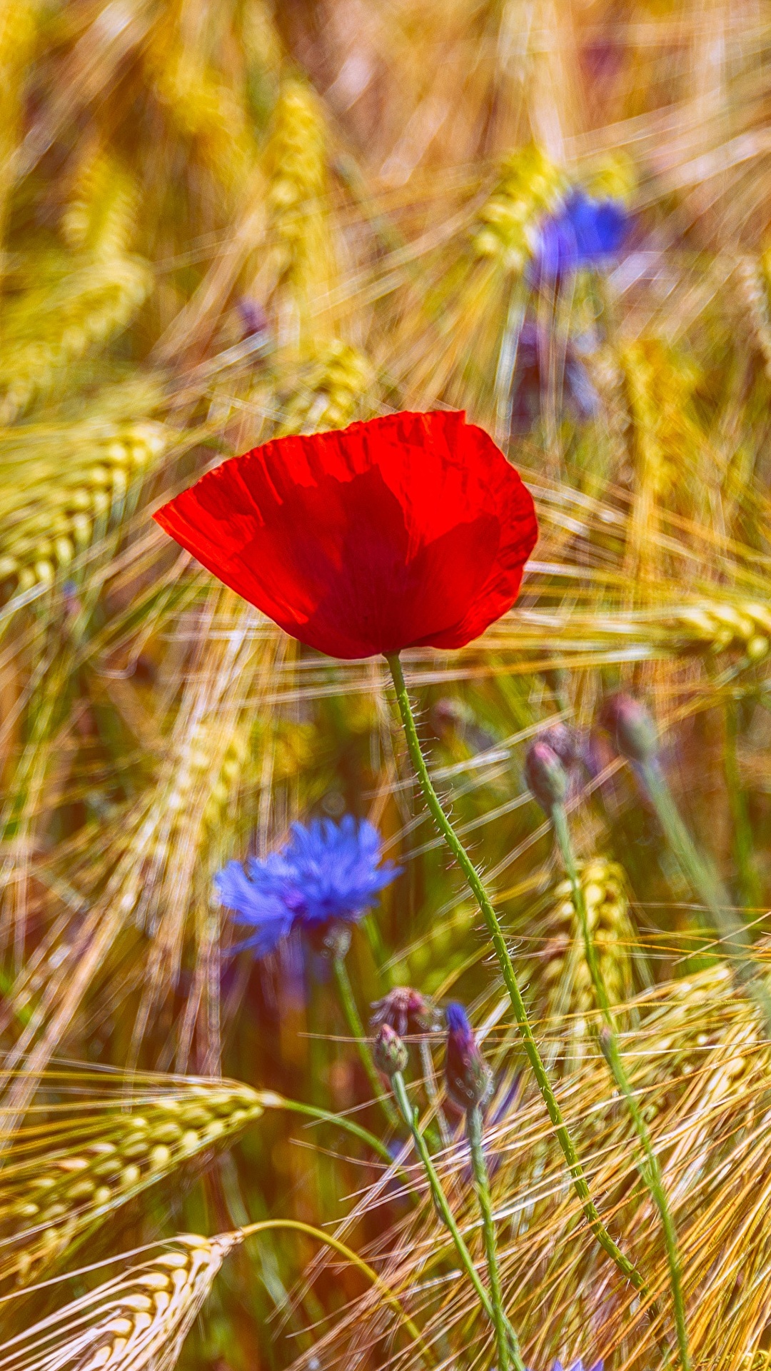 1080x1920  Обои для рабочего стола мак Поля цветок колосья 1080x1920