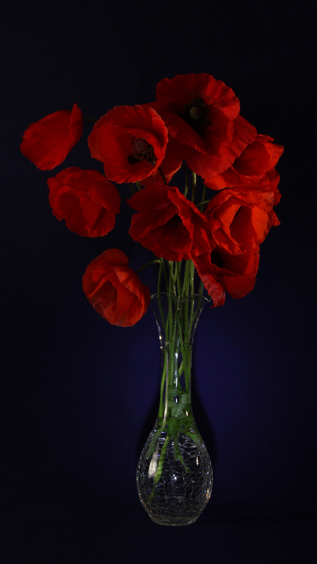 1080x1920  Картинка красные мак Цветы вазе Черный фон 1080x1920