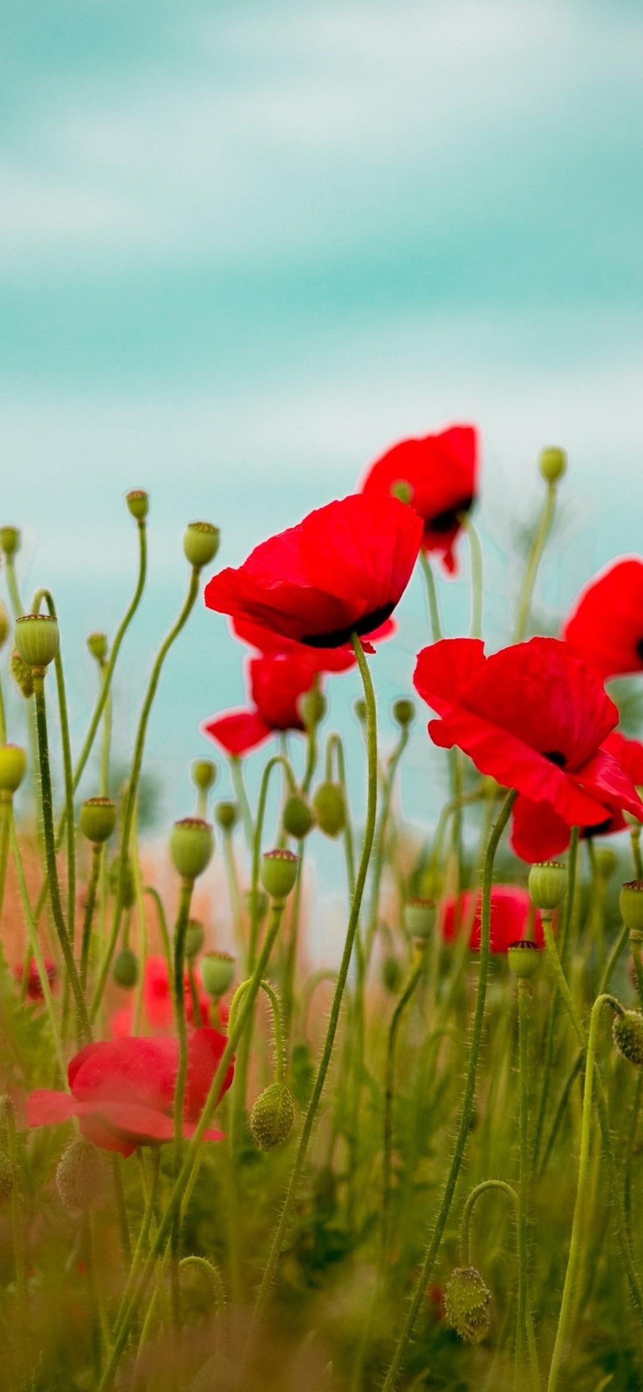 1284x2778  Цветы маки обои на телефон [34+ изображений]