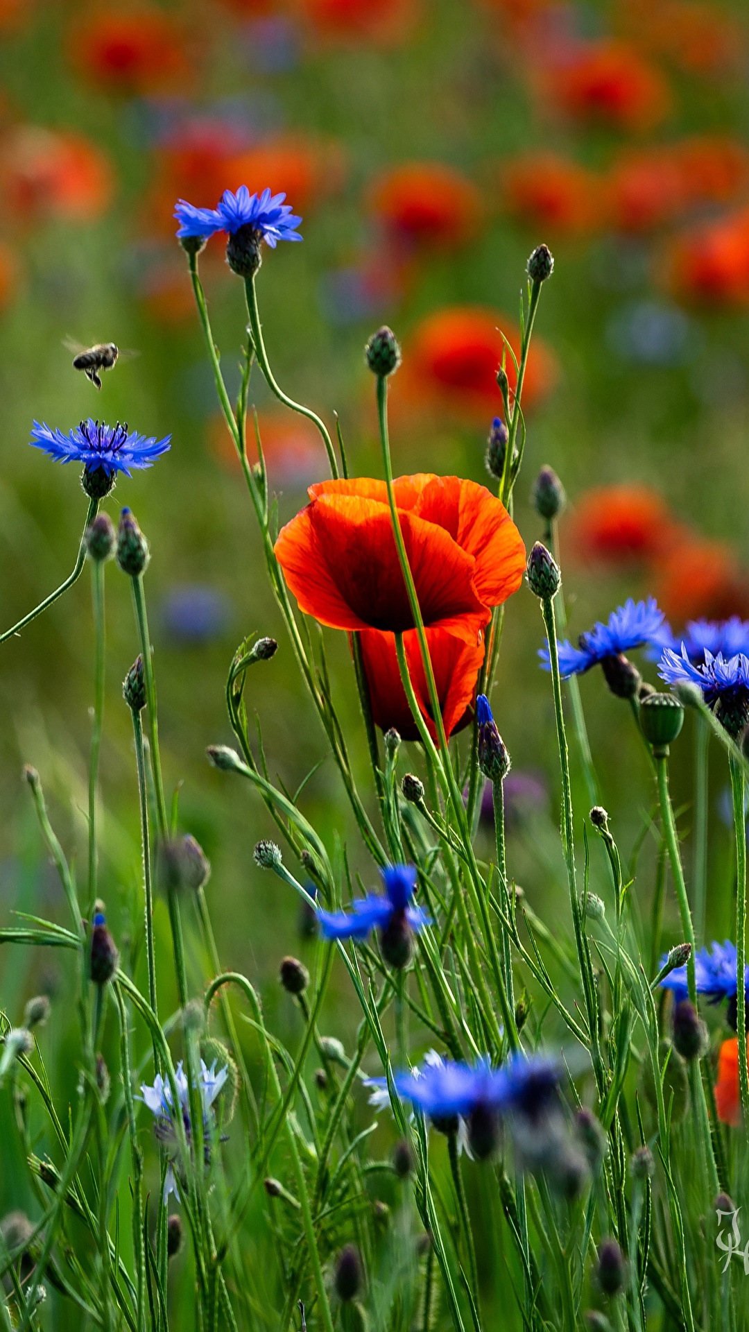 1080x1920  Image flower Meadow Poppies Centaurea 1080x1920