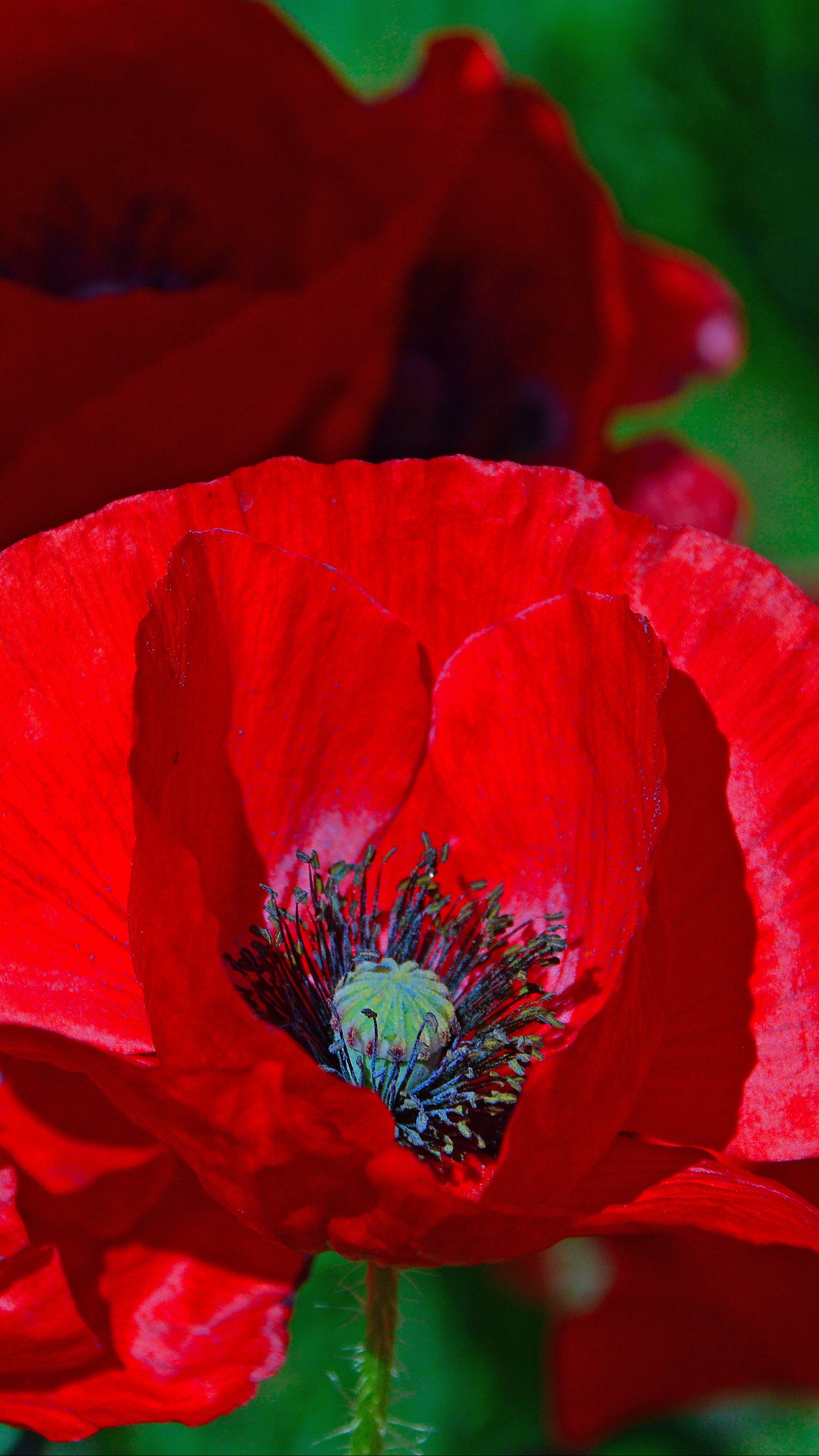 1440x2560  Обои на телефон маки, мак, цветок, красный, цветение - скачать бесплатно в  высоком качестве из категории \"Цветы\"