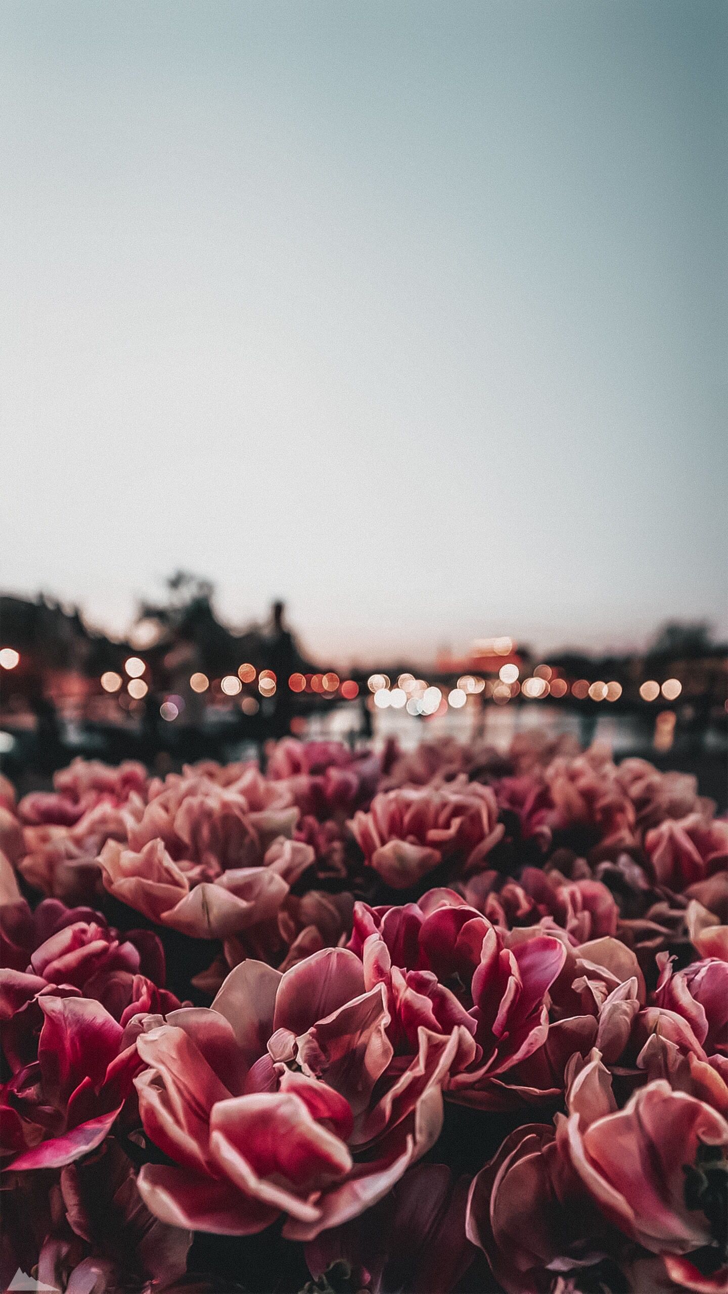 1440x2560  Flower wallpaper for phone | Flower phone wallpaper, Iphone wallpaper  hipster, Backgrounds phone wallpapers