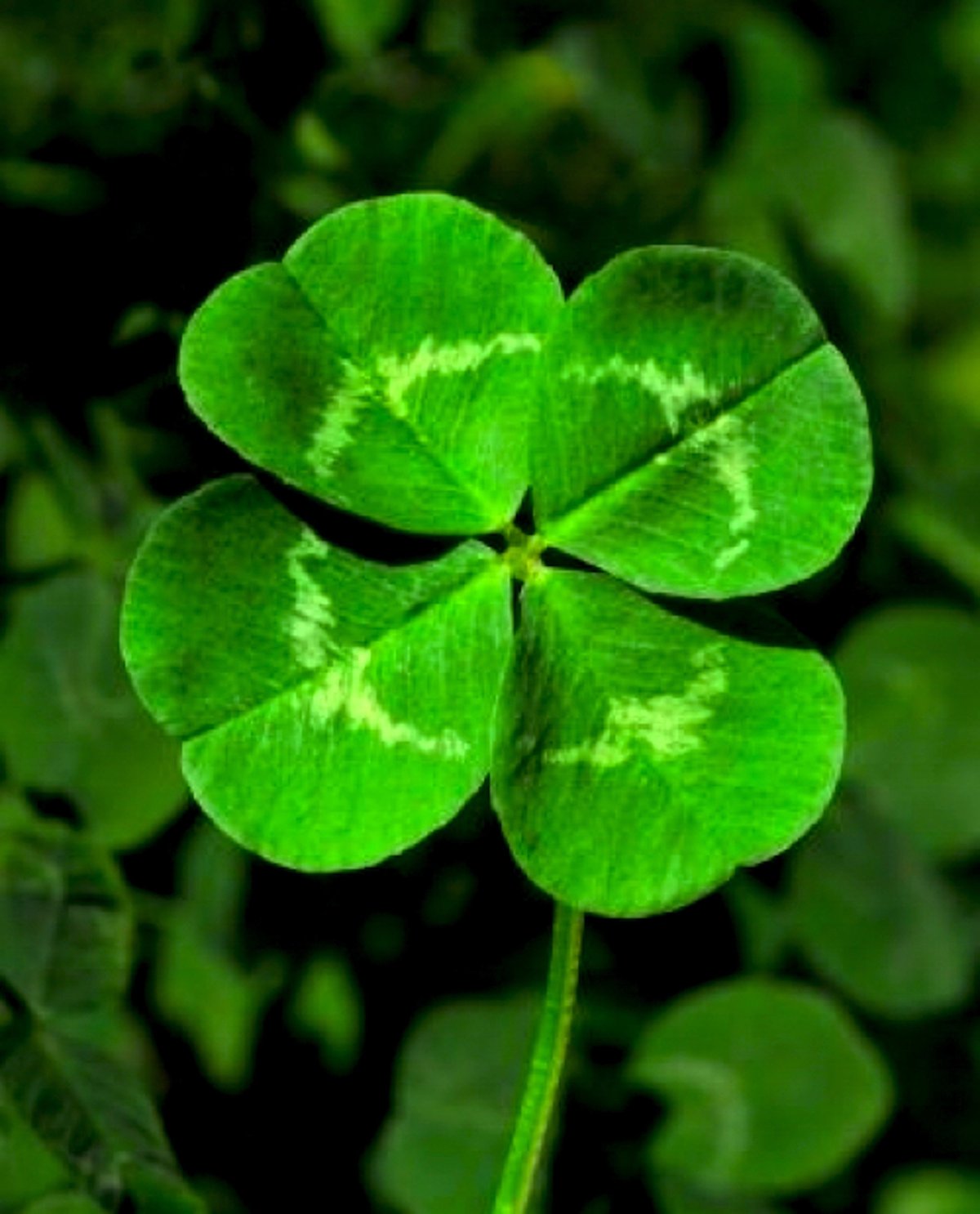 1200x1486  Клевер четырехлистный картинка - 67 фото