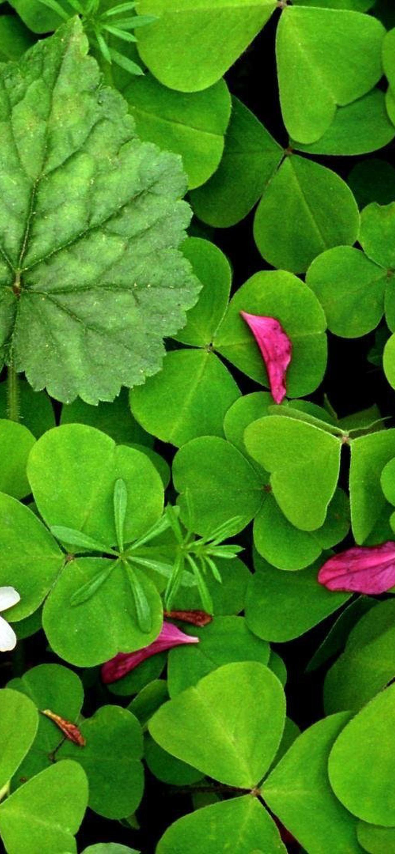 1284x2778  Четырехлистный Клевер обои на телефон (23 фото)