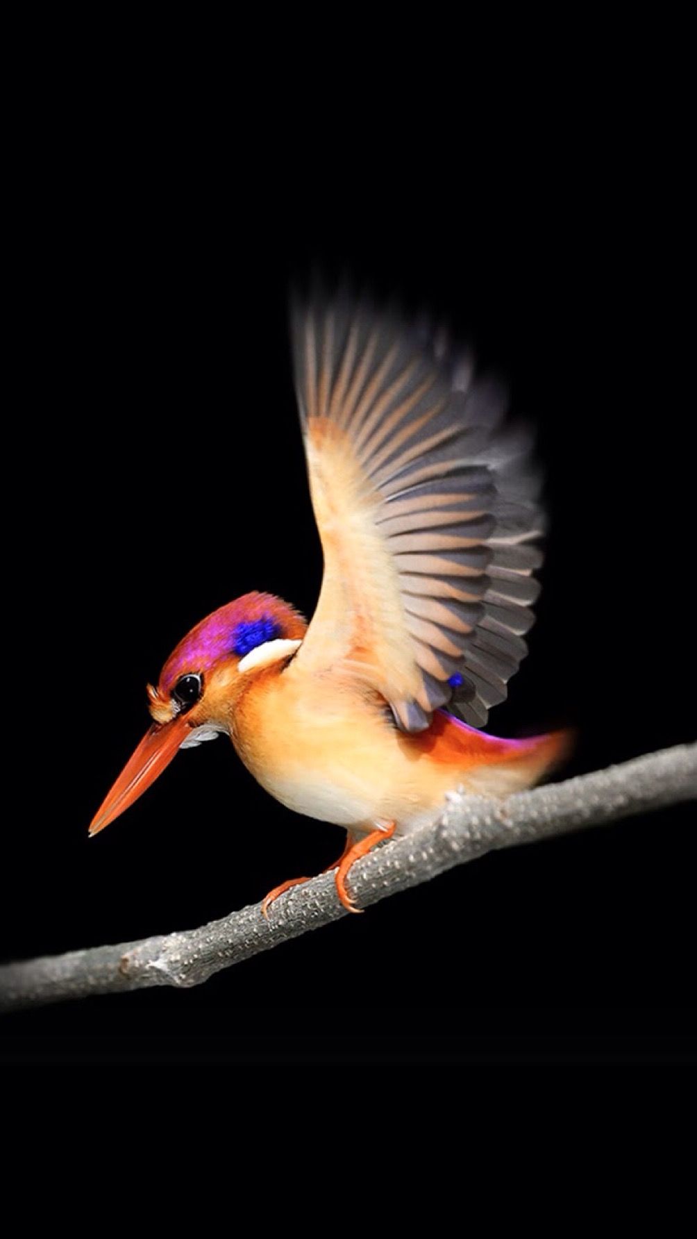 1004x1784  Pin by Lisa Cohen on Birds of a feather | Bird wallpaper, Beautiful birds,  Pretty birds