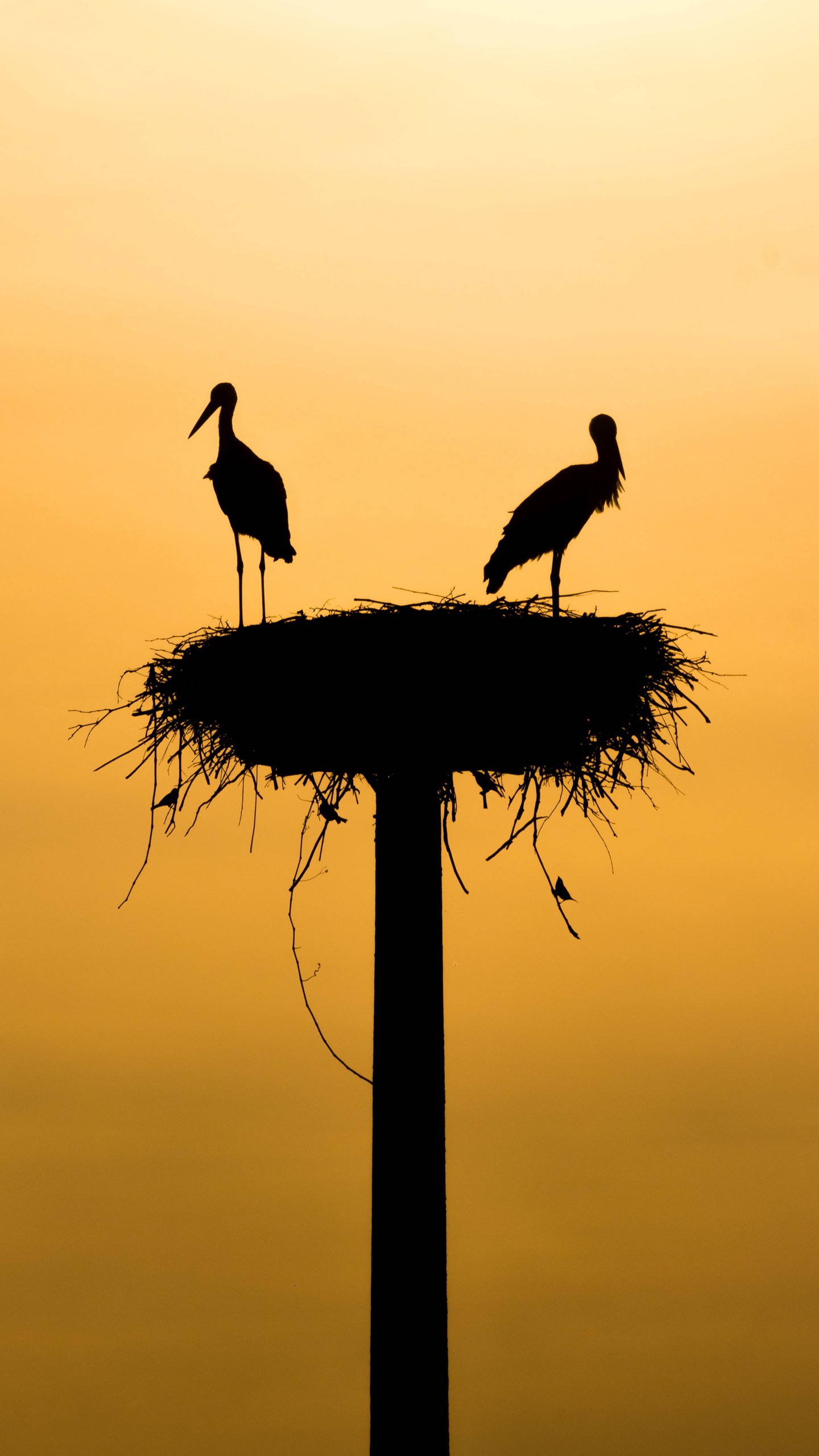1440x2560  Обои на телефон аисты, силуэты, птицы, гнездо - скачать бесплатно в высоком  качестве из категории \"Животные\"