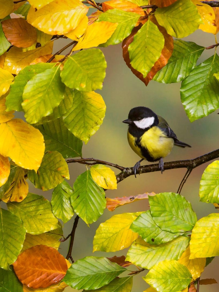 768x1024  Птицы обои на телефон (26 фото)