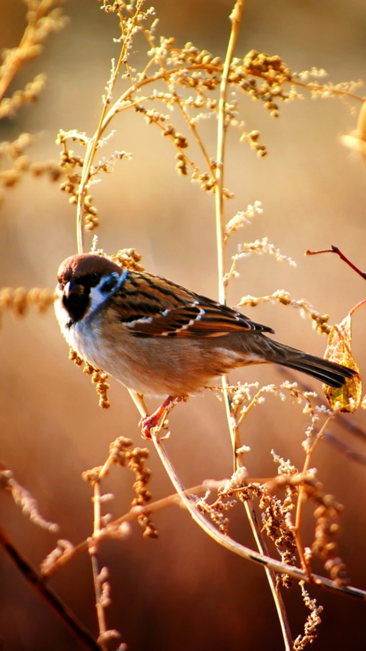750x1334  Обои на телефон птицы - 61 фото