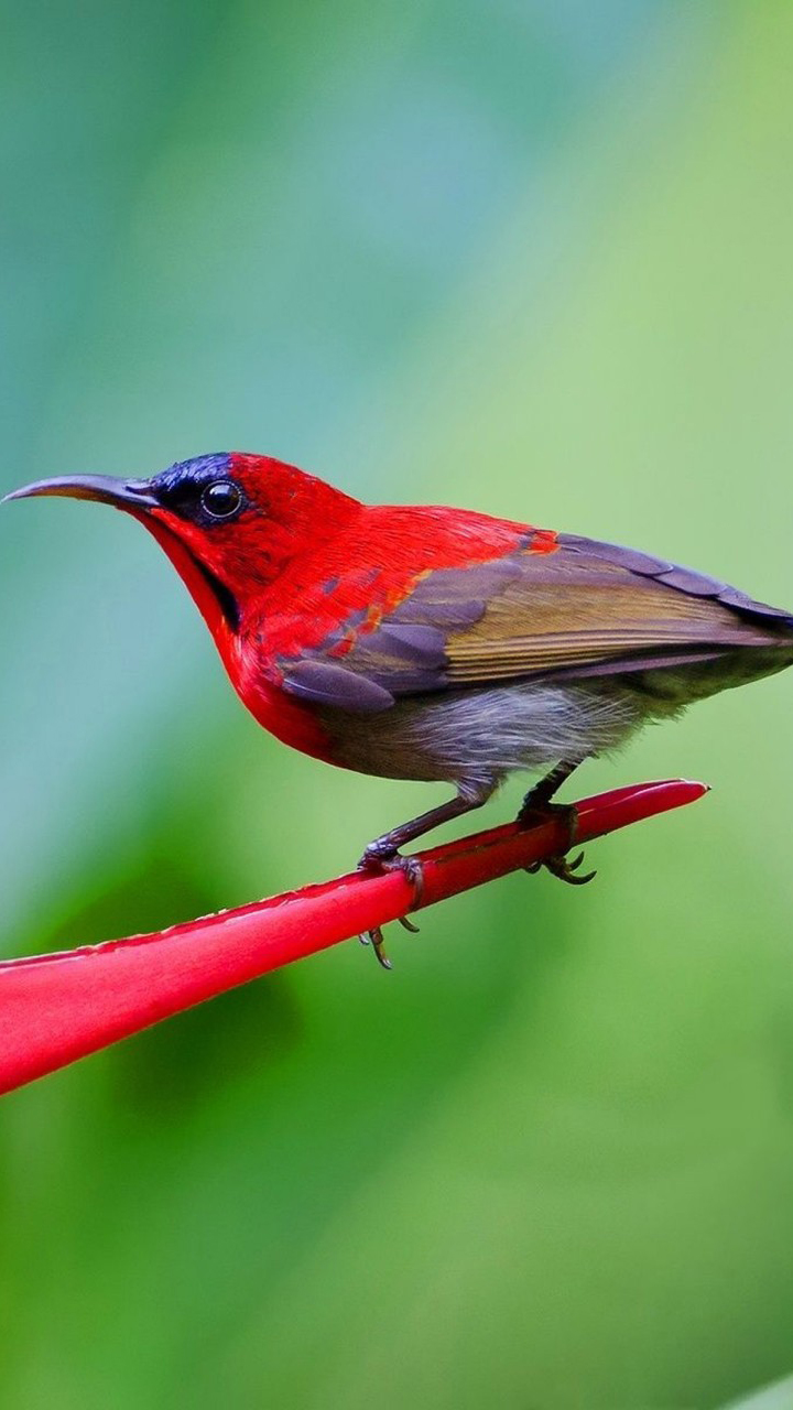 720x1280  Птицы обои на телефон (26 фото)