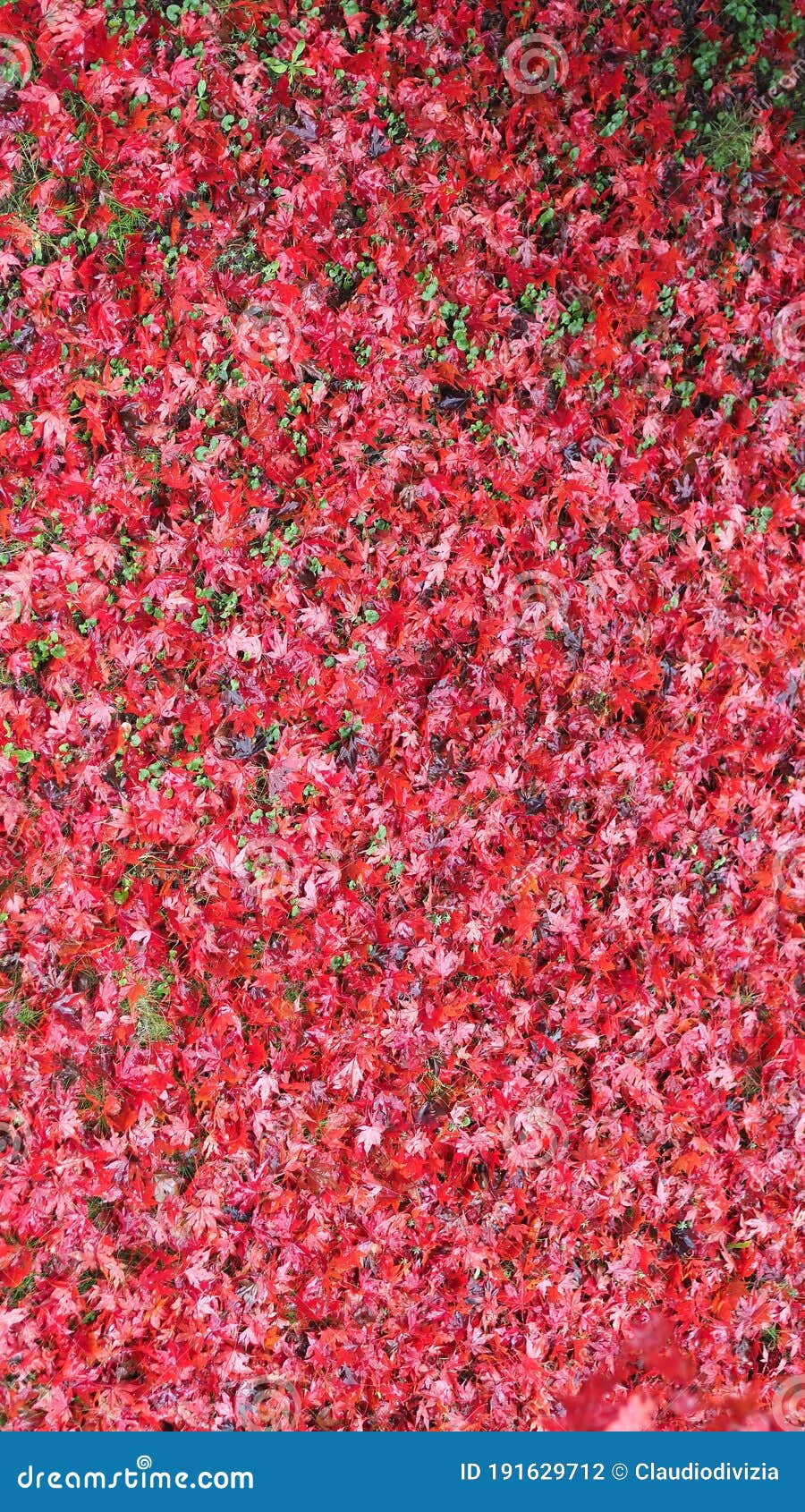 900x1690  Обои 4k природы тематические мобильных 16 9 : Клен Стоковое Фото -  изображение насчитывающей листья, свеже: 191629712