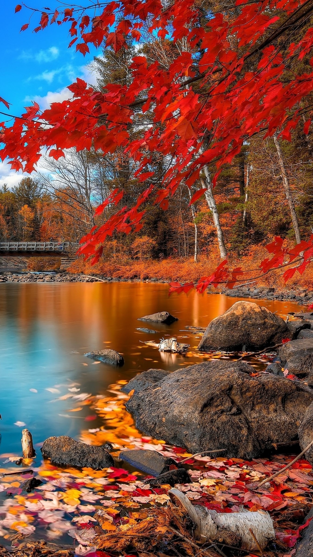 1080x1920  5 000+ обоев и картинок на телефон бесплатно - Pixabay