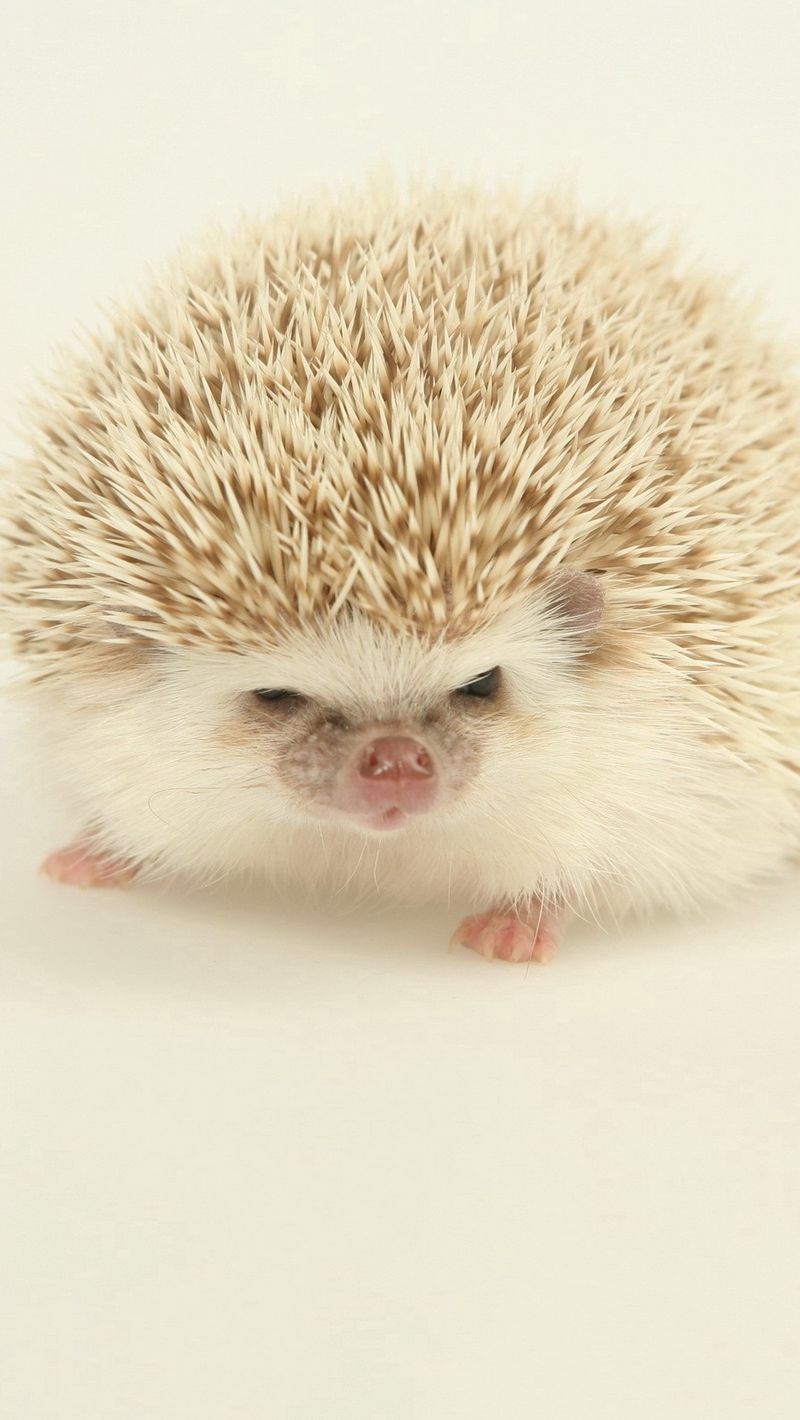 800x1420  Скачать 800x1200 еж, ежик, зверек, листья, осень, деревья, мох обои,  картинки iphone 4s/4 for parallax