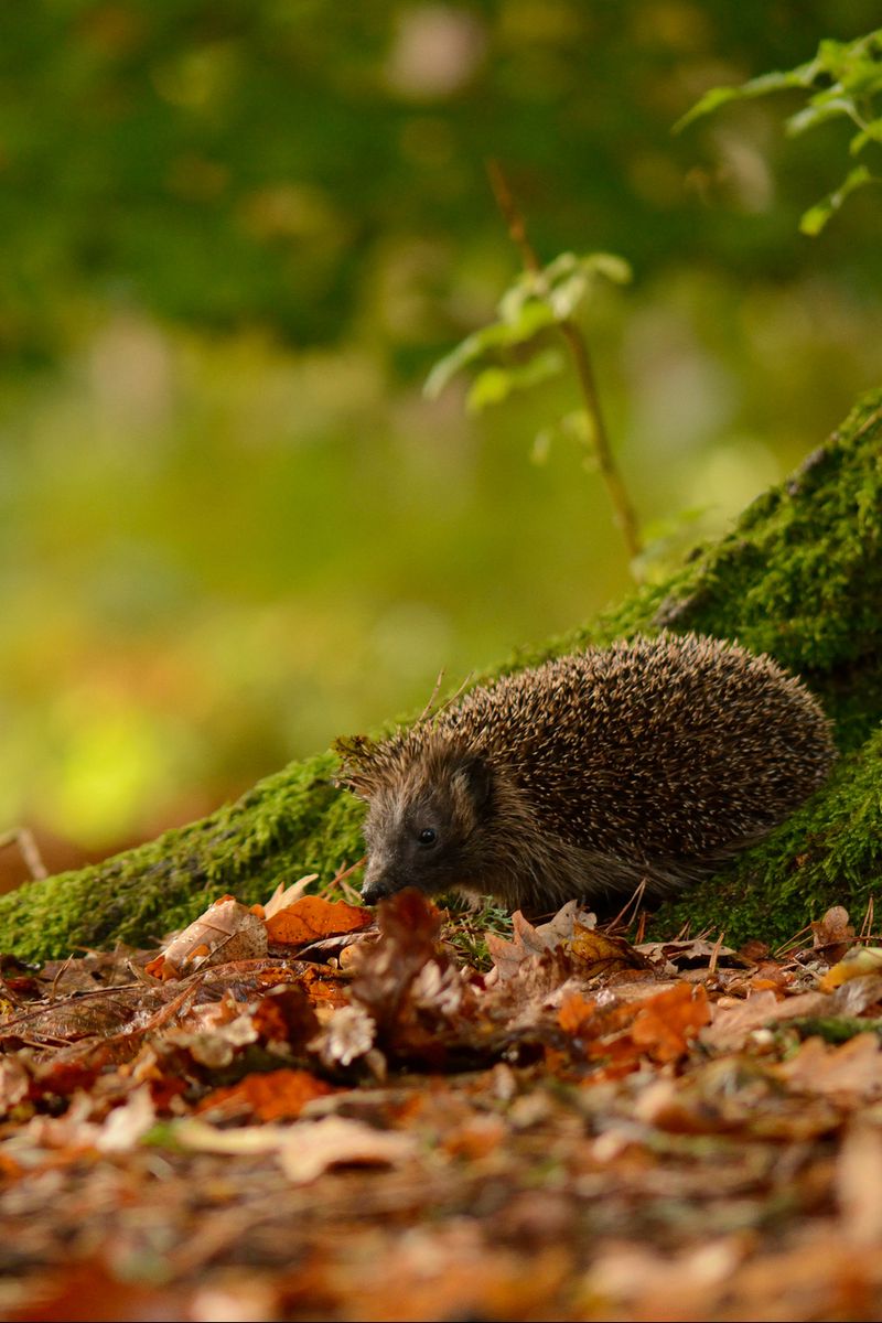 800x1200  Скачать обои \"Ежик\" на телефон в высоком качестве, вертикальные картинки \" Ежик\" бесплатно