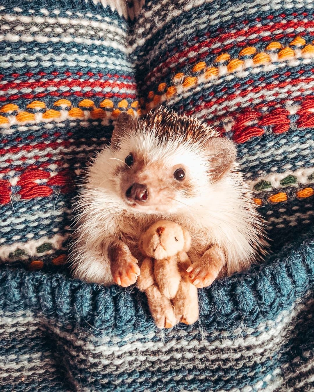 1080x1349  Скачать обои и картинки ёжик, колючки, листья, осень для рабочего стола в  разрешении 2160x3840