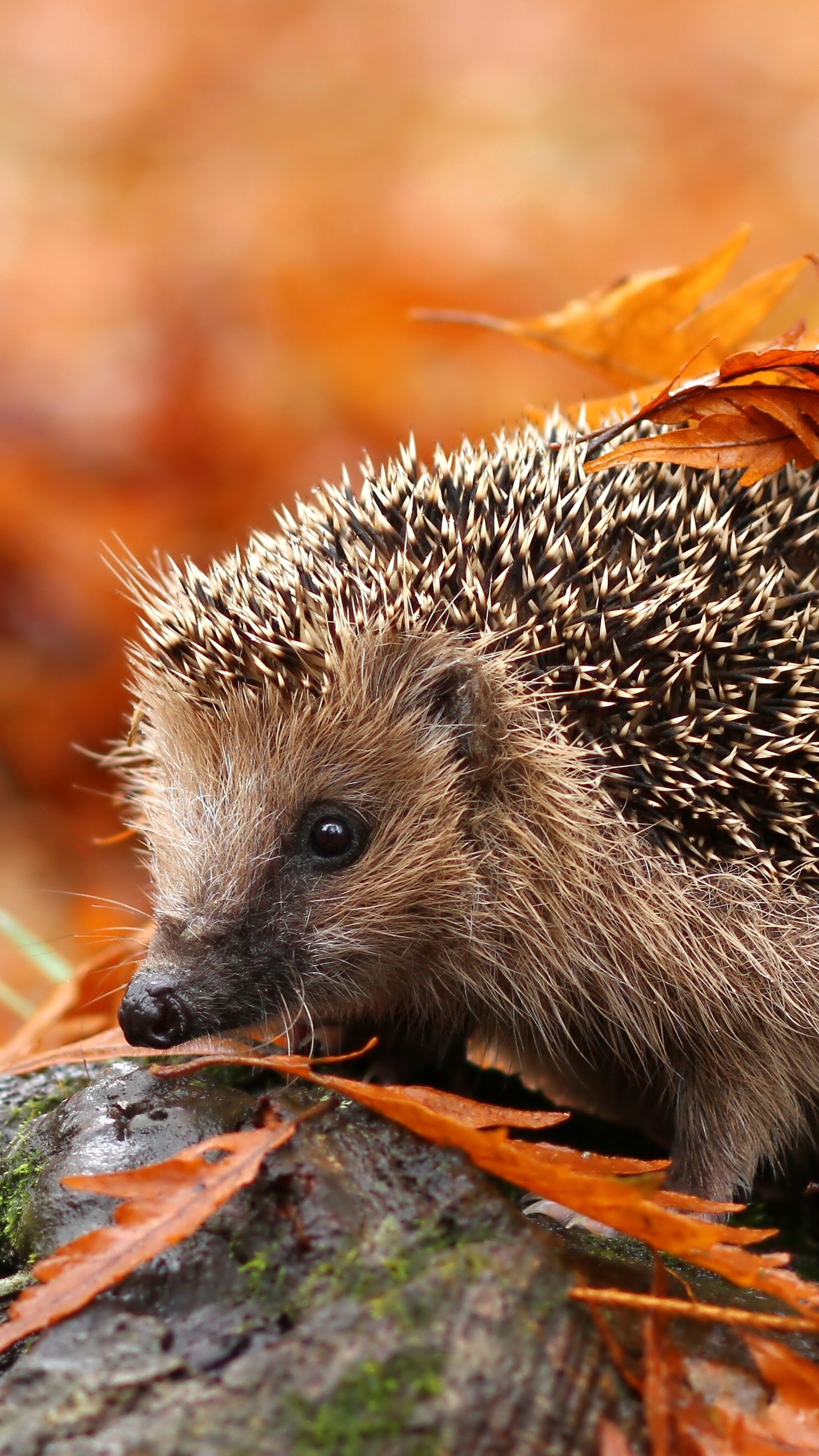 2160x3840  Ежик обои на телефон - 59 фото