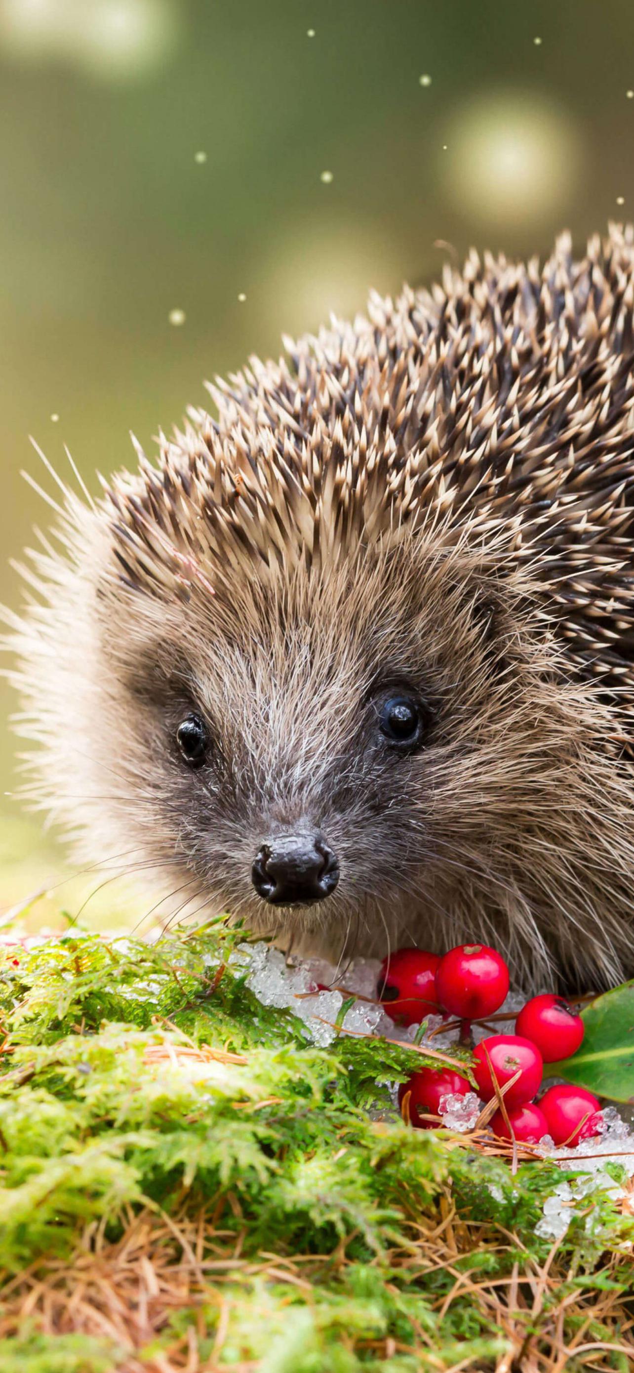 1284x2778  Ёжик - Картинка на телефон / Обои на рабочий стол №1642060