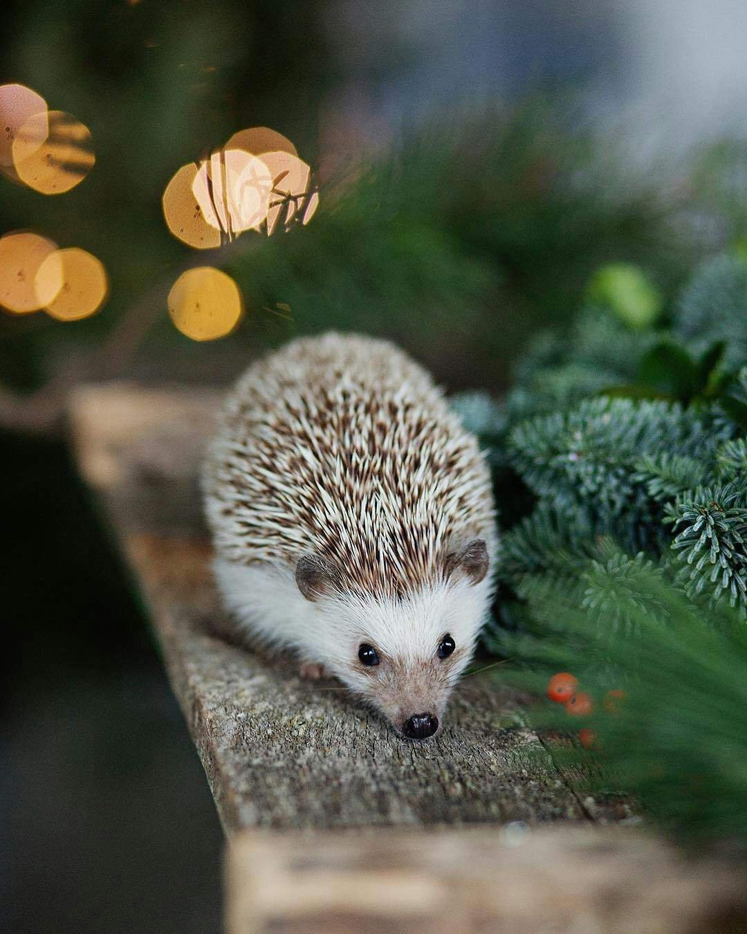 1080x1350  Скачать Ежик живые обои APK для Android