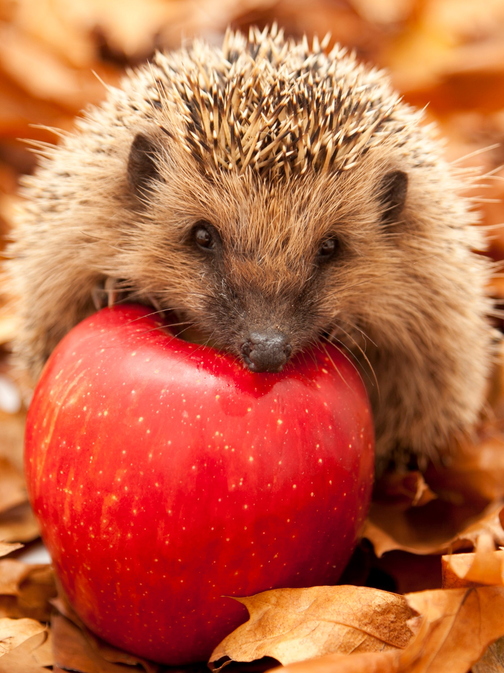 1655x2206  Картинки на телефон соник - 68 фото