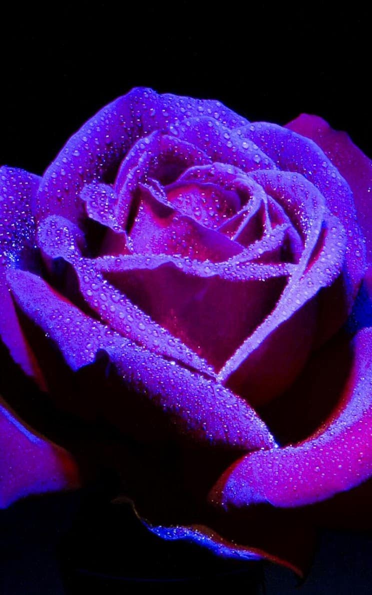 744x1190  Розы 3D живые обои на андроид скачать бесплатно - androfon.ru