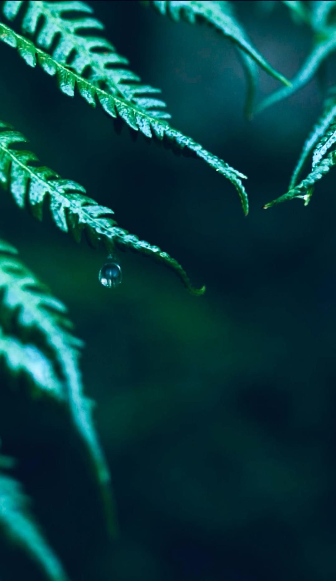 1078x1864  Дождь Живые обои от dianawilliams [24+ обоев]