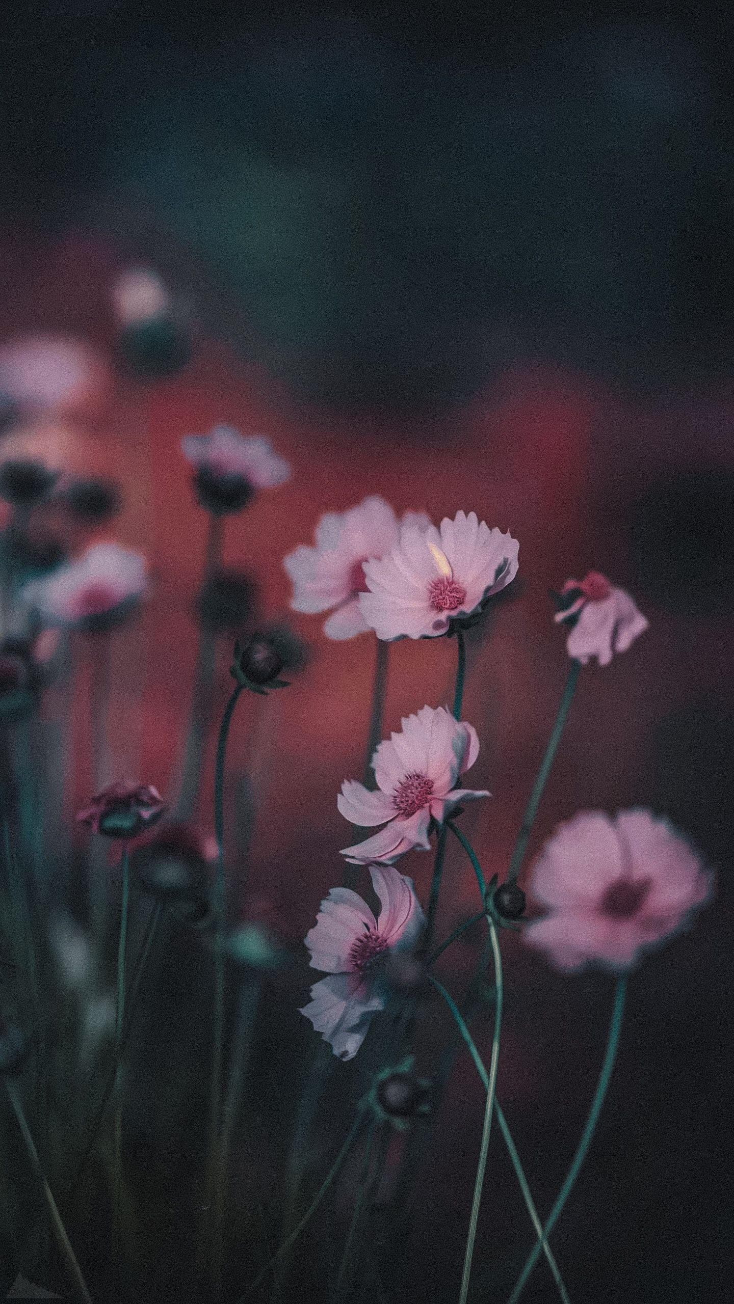 1440x2560  Flowers wallpapers phone iPhone обои для телефона #заставка #HD #wallpaper # обои #wallpape… | Flower iphone wallpaper, Beautiful nature pictures,  Colorful wallpaper