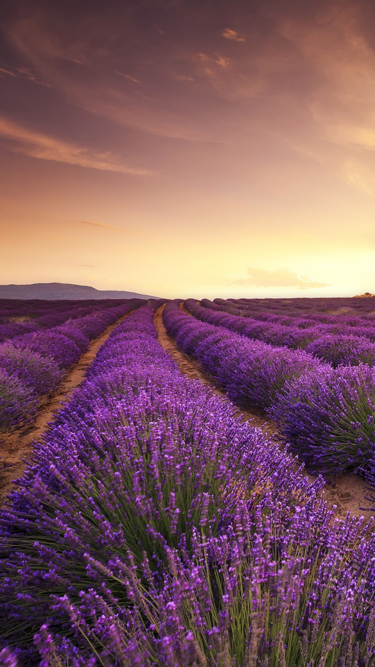 750x1334  Обои лаванда, английский лаванды, пурпур, цветок, поле для iPhone 6, 6S, 7,  8 бесплатно, заставка 750x1334 - скачать картинки и фото