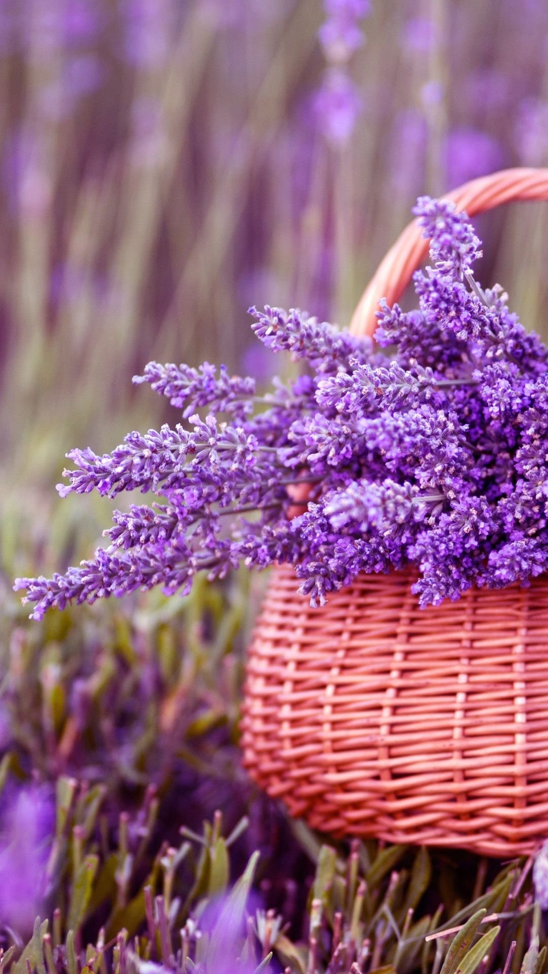 1080x1920  Картинки лаванда на телефон - 72 фото
