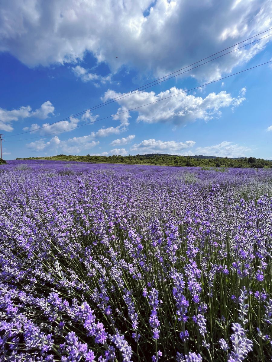 900x1200  Лавандовое поле. в 2023 г | Обои, Картинки, Лаванда