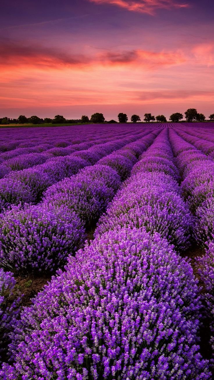 736x1308  Поле с сиреневыми цветами - 33 фото