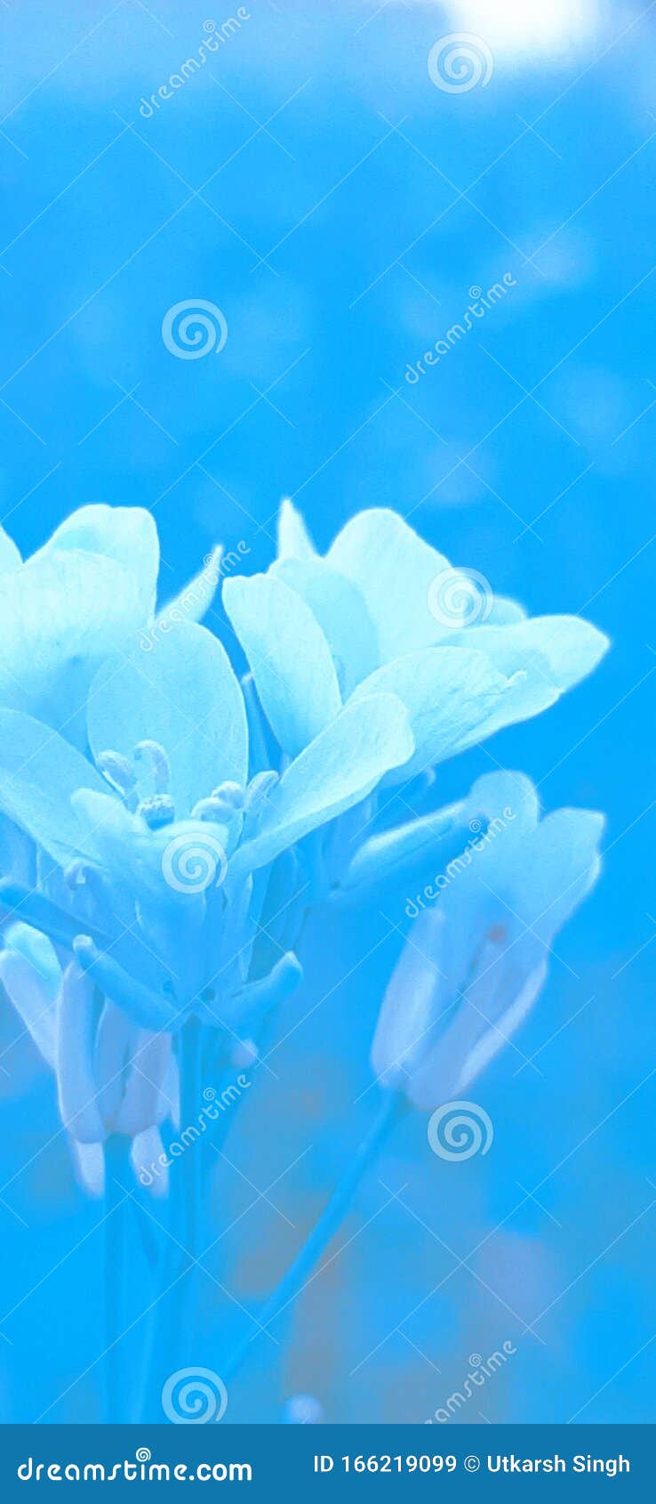 738x1690  Телефон Samsung обоев стоковое изображение. изображение насчитывающей  цветок - 166219099