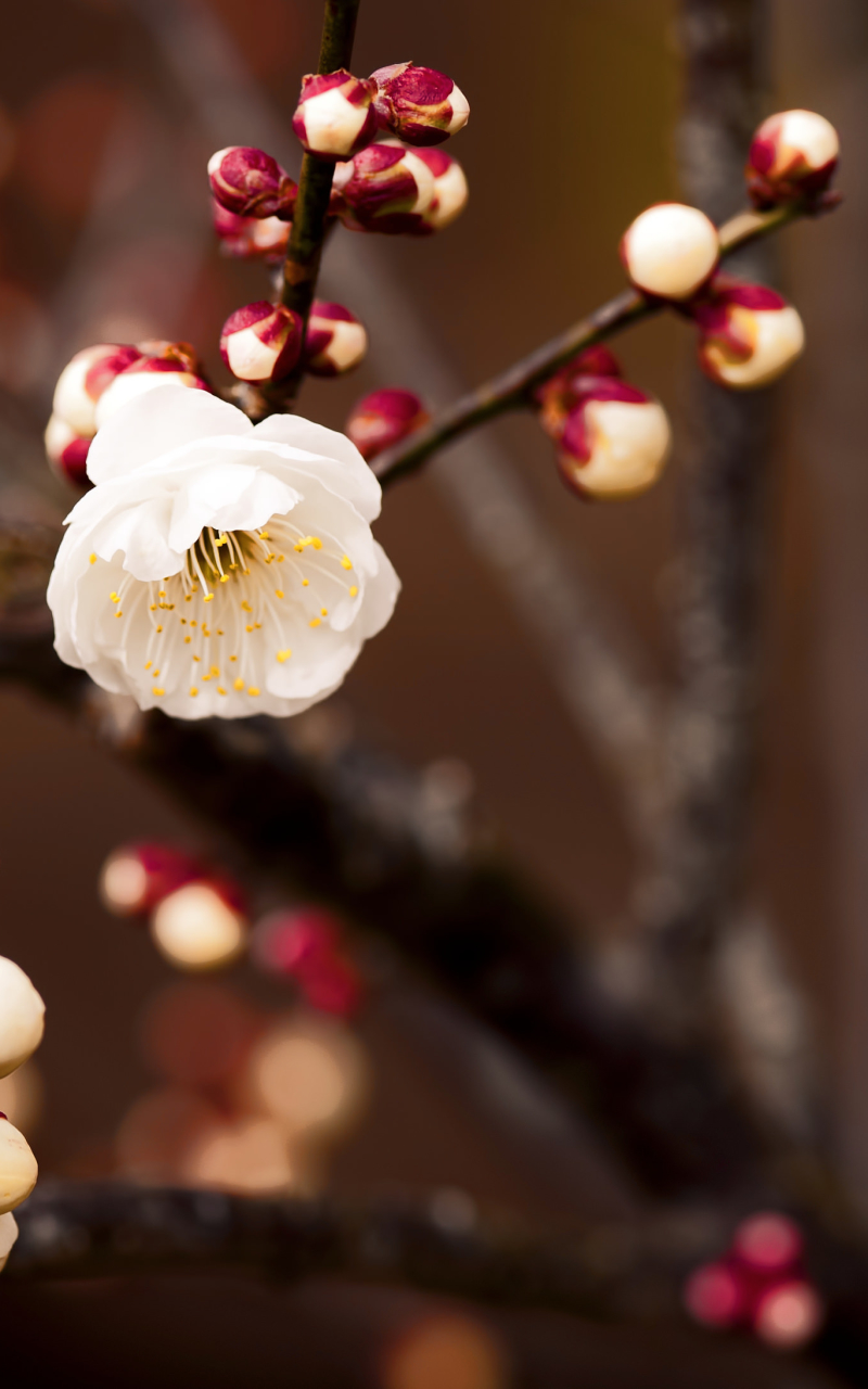 800x1280  Завантажити шпалери 160 на 128 безкоштовно на телефон, заставки і картинки  160х128 для мобільного