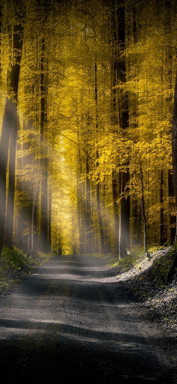 736x1592  Обои на Телефон | Background hd wallpaper, Huawei wallpapers, Nature  wallpaper