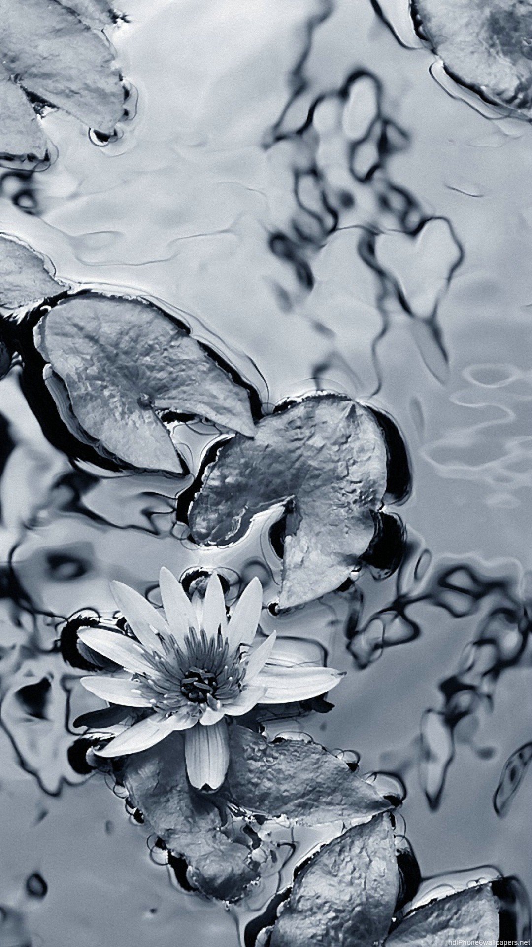 1080x1920  Белые обои на телефон (24 фото)