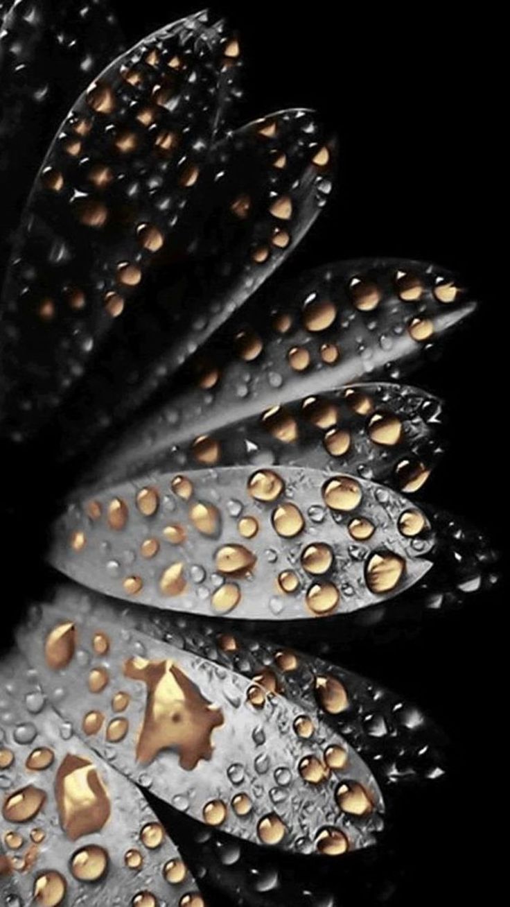 736x1308  Wallpaper | Iphone 6 plus wallpaper, Flower wallpaper, Cellphone wallpaper