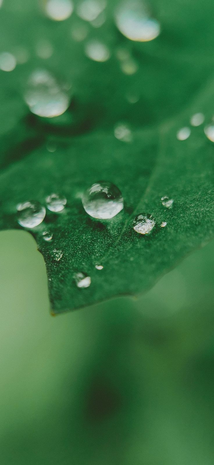 736x1598  Капли, капли макро, зелень, лист, крупный лист, зелёный цвет, обои для  телефона, заставка на телефон
