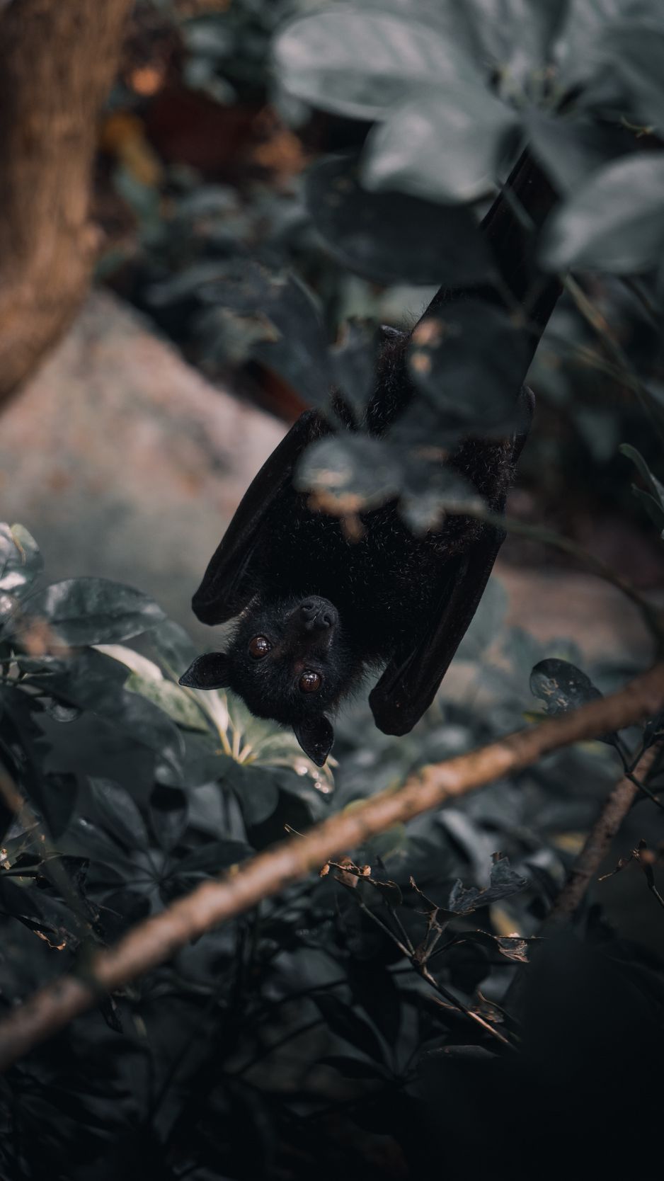 938x1668  Скачать 938x1668 нетопырь, ветка, выглядывать, прятаться, летучая мышь обои,  картинки iphone 8/7/6s/6 for parallax