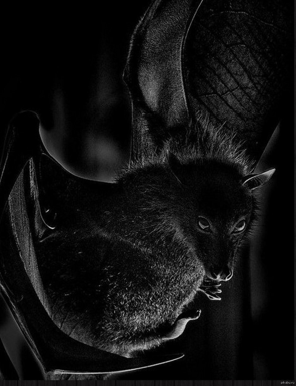 968x1263  Черная летучая мышь - 33 фото