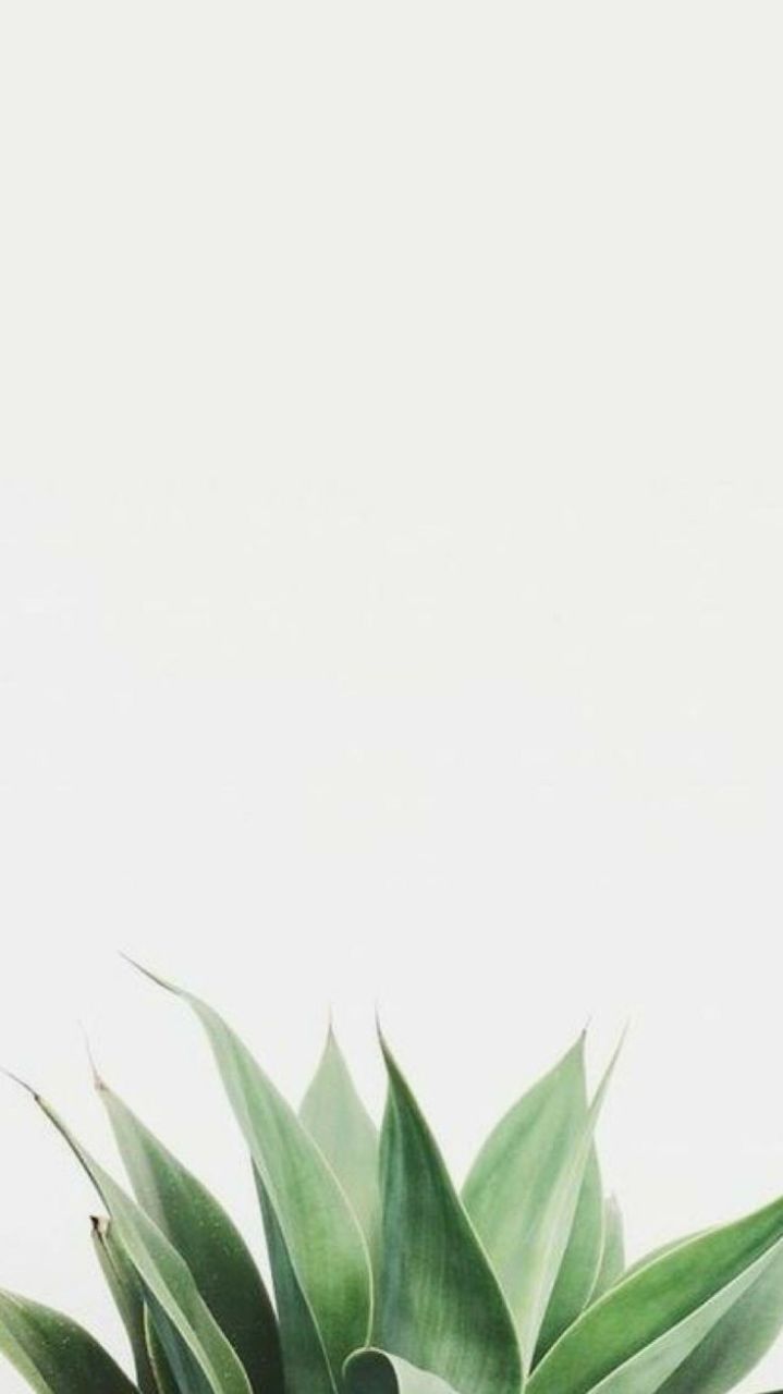 719x1280  Белый фон, фон для сториз, зелень на белом фоне | Фоновые рисунки, Фоновые  изображения, Зеленые фоны